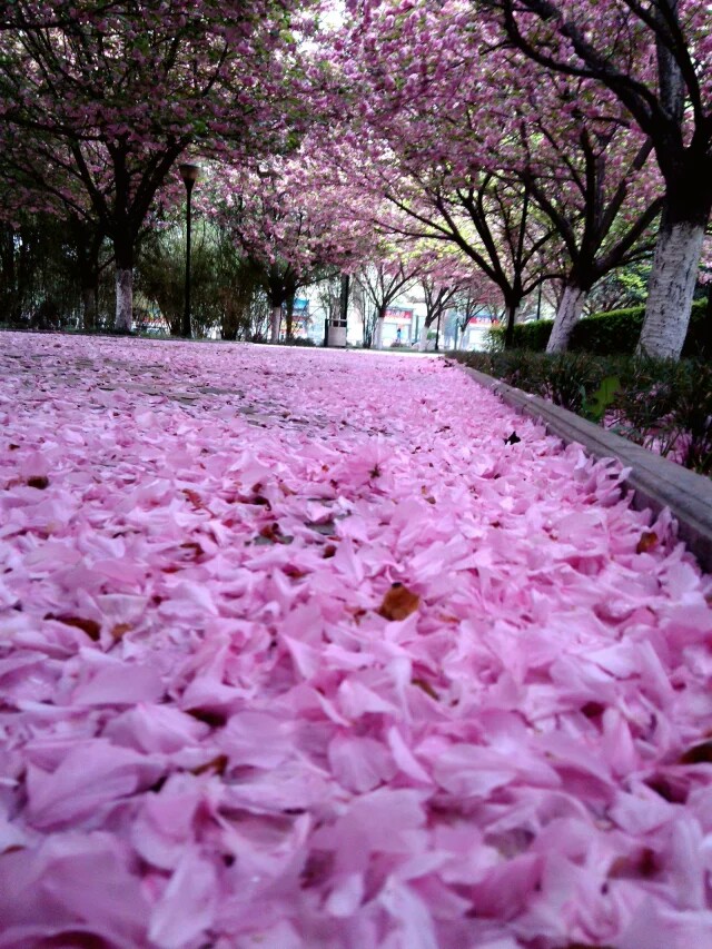 落地花 - vivo官方社区