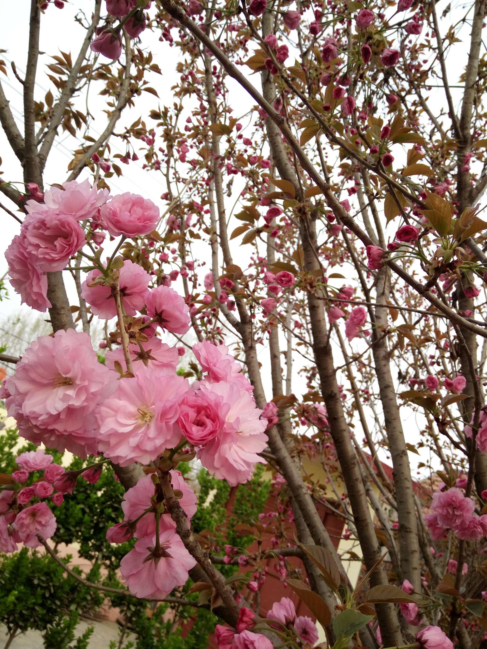 【寻春天】樱花初放,春意悄悄