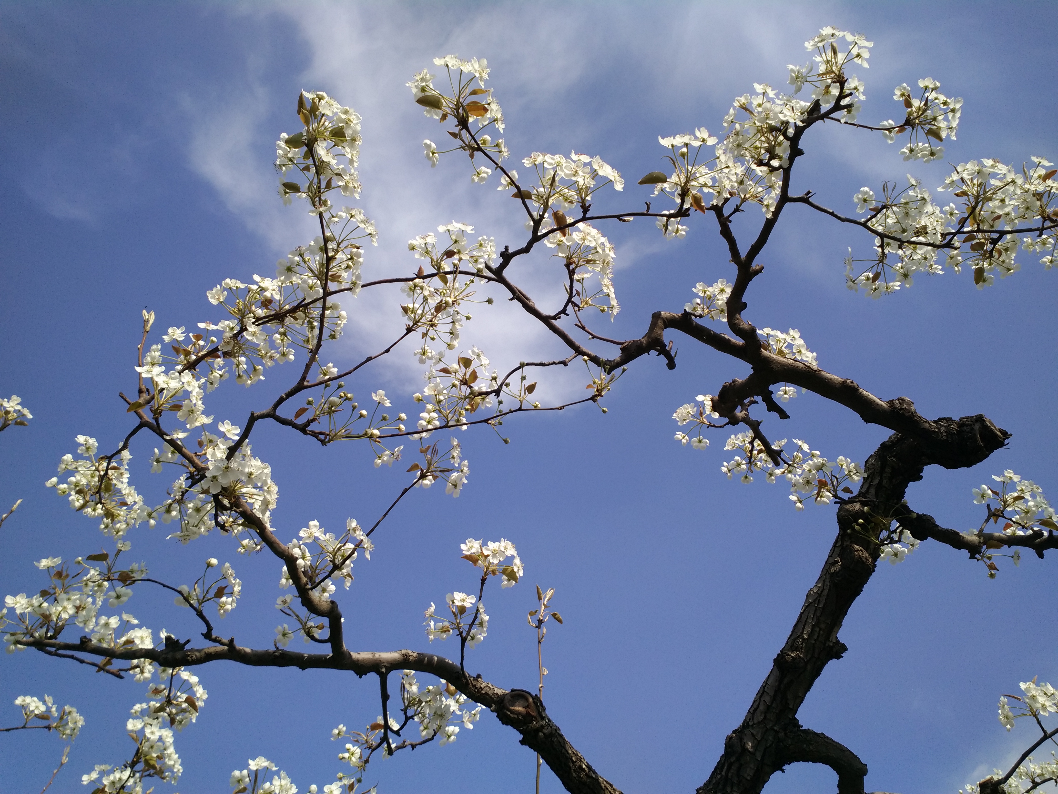 【寻春天】梨花盛开已似雪
