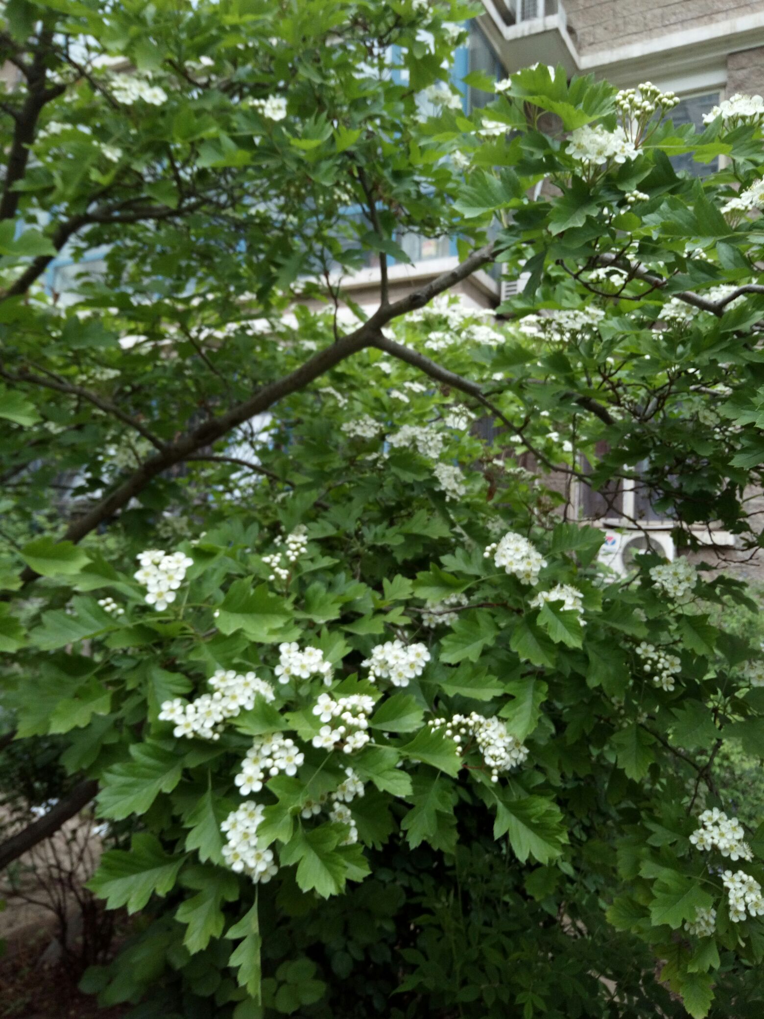 小白花樹-第2頁-v粉隨拍-vivo官網社區