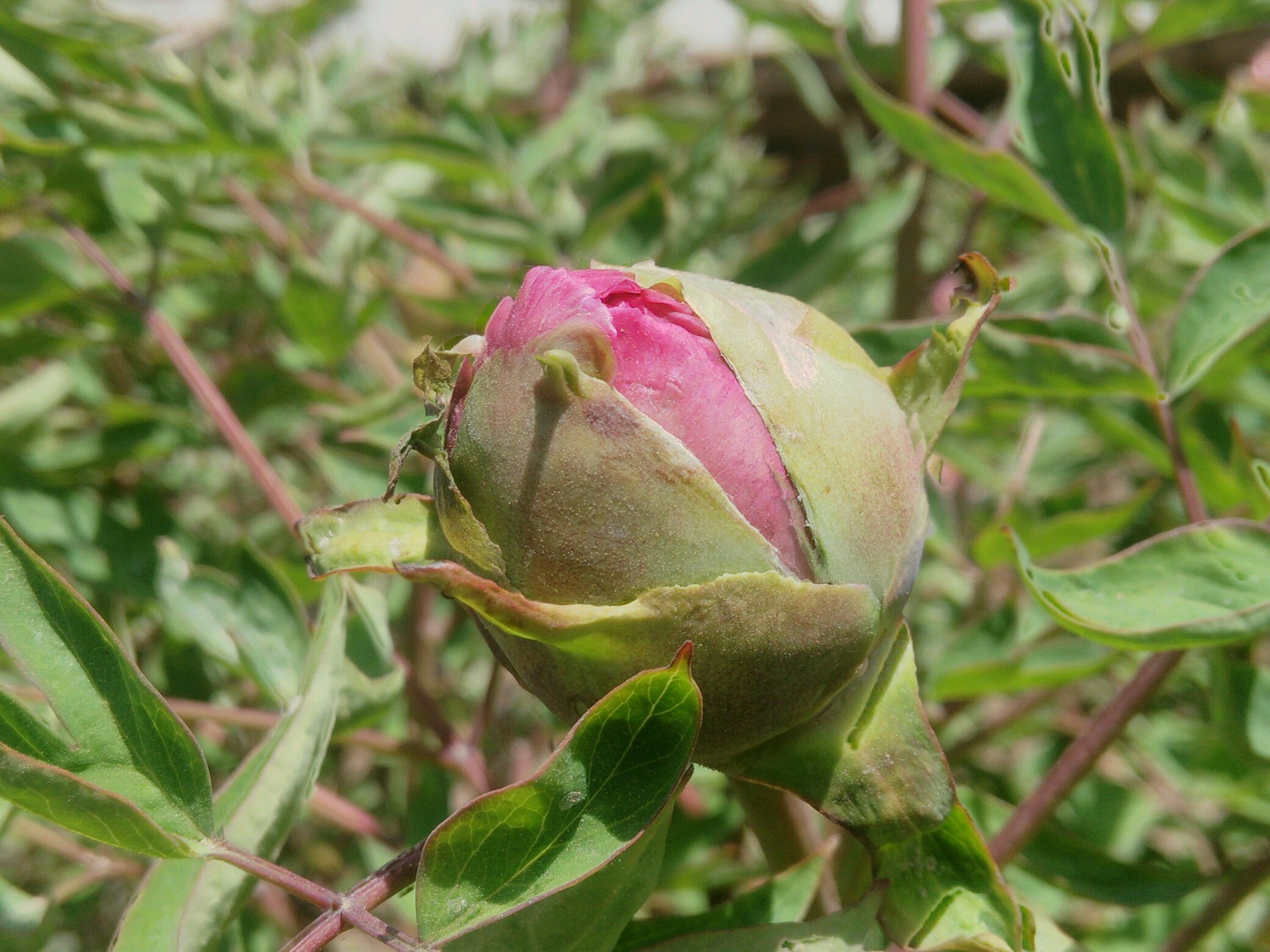 【xplay】欲放的牡丹花蕾