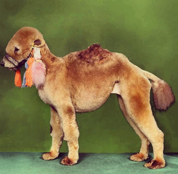 至尊美容骆驼狗