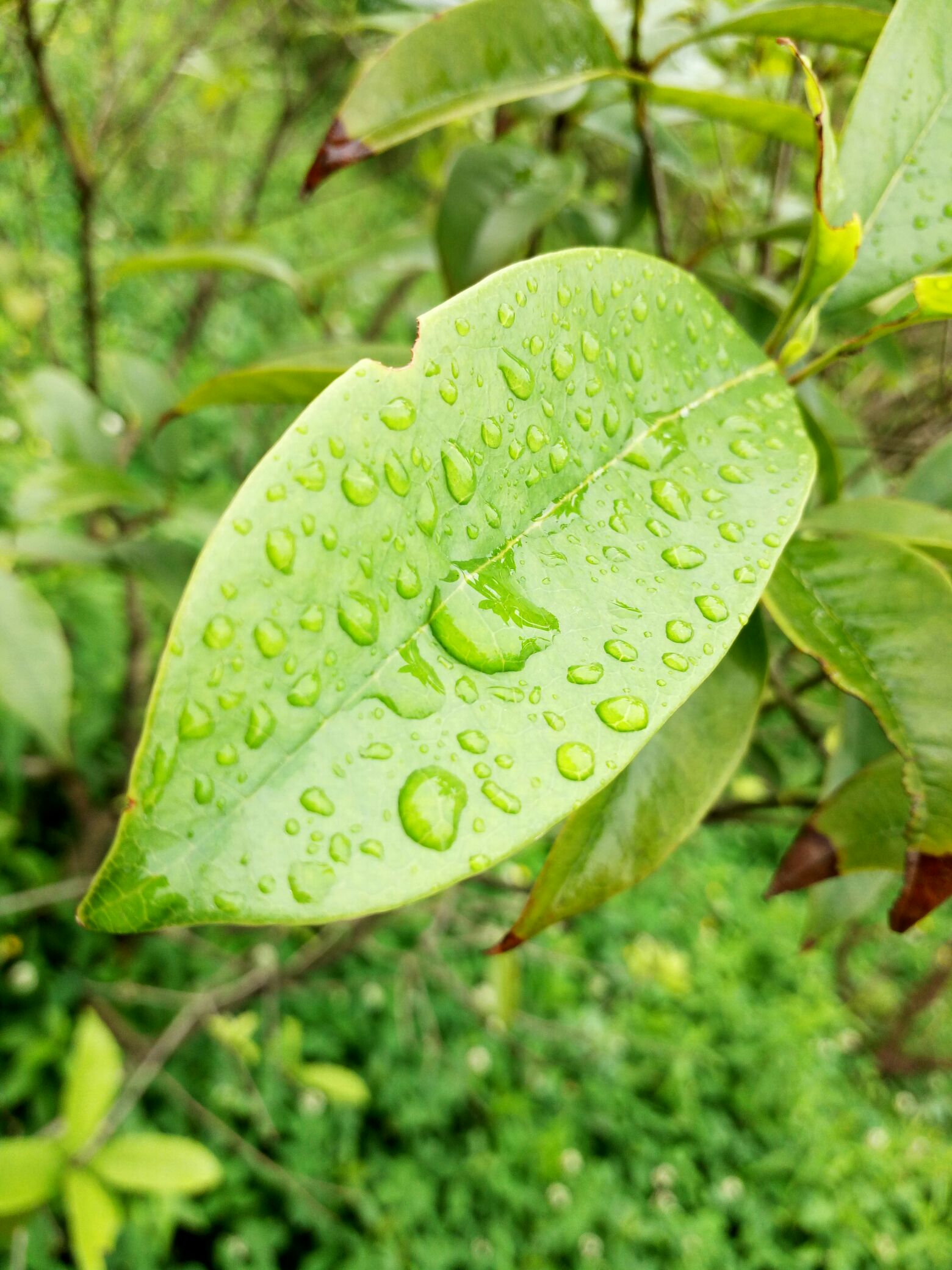 【x5pro l】葉.雨珠