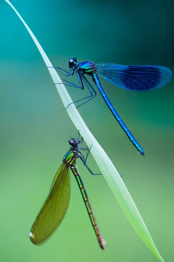 色彩斑斓的蜻蜓