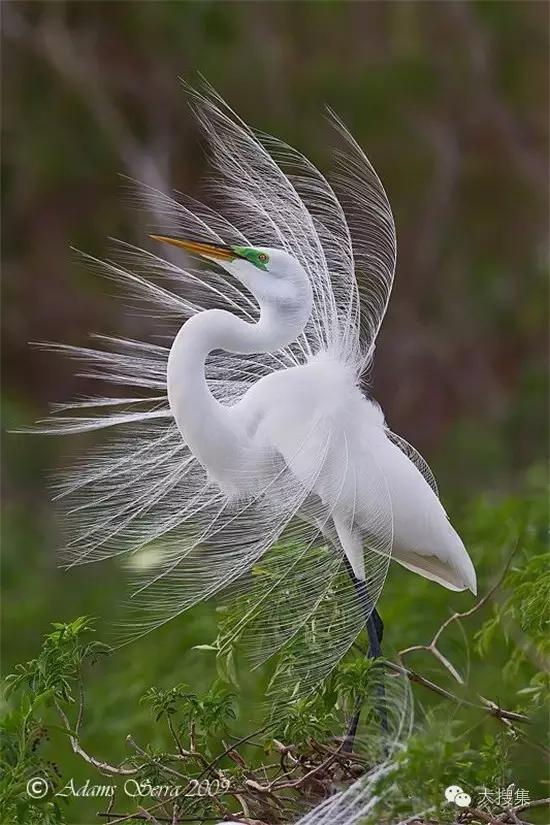 飞翔的鸟,美美的(一)