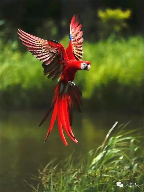 飞翔的鸟,美美的(一)