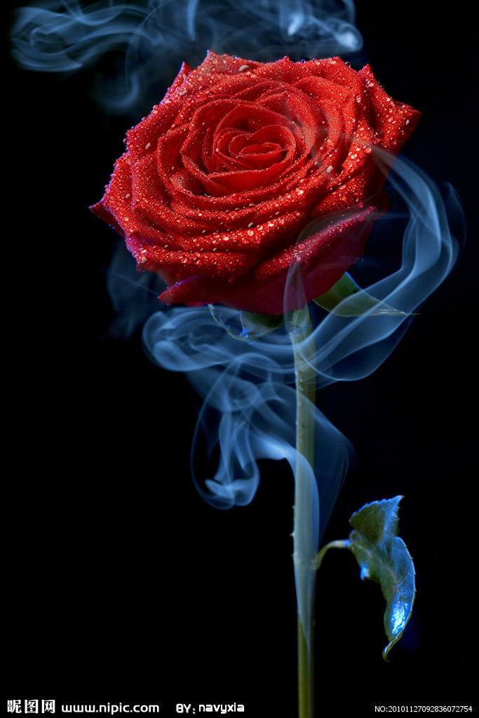 玫瑰花的图片 情感图片