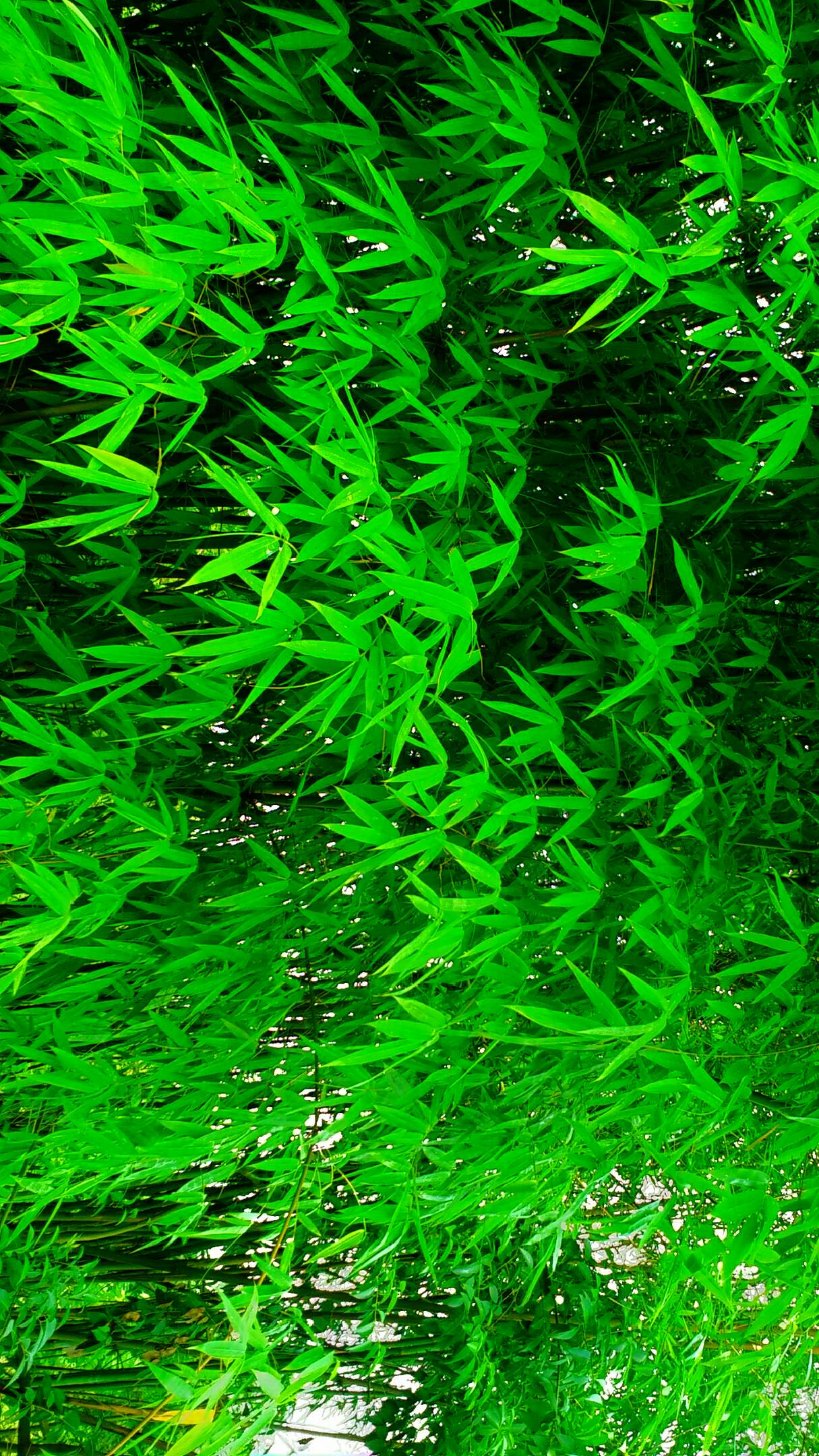 鲜绿的竹子,绿色特别happy