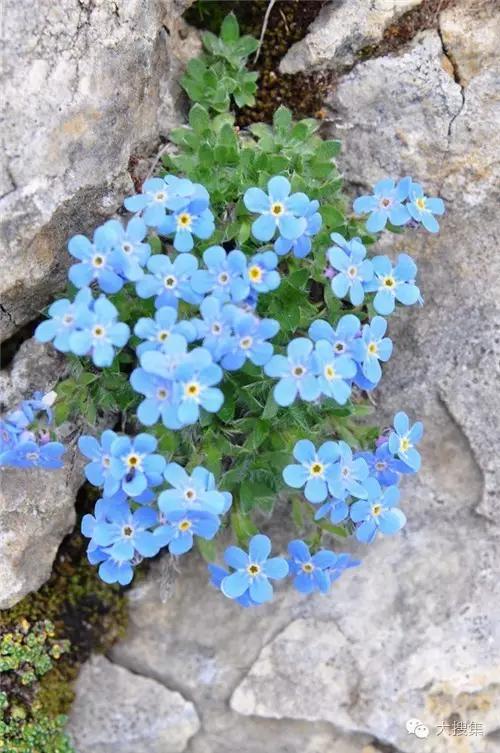 山石崖缝中的美丽