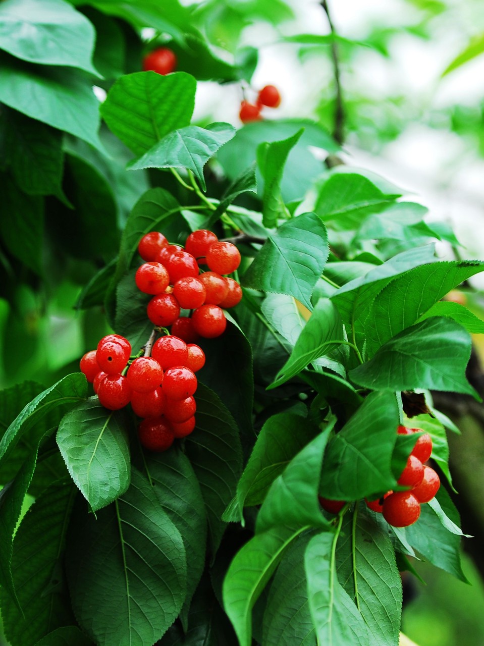 【y37】夏日i樱桃