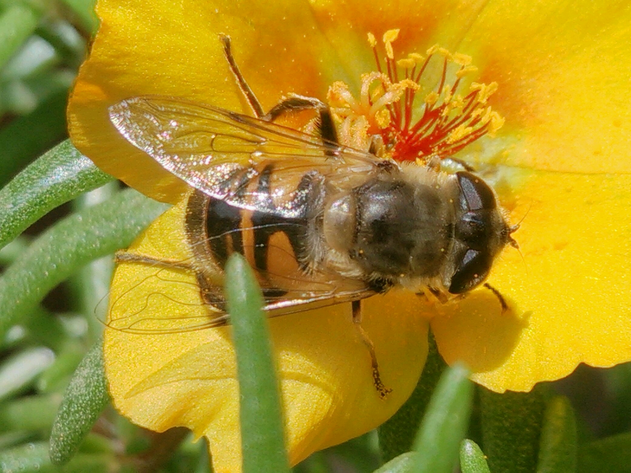 【xplay】蜂蝇 - vivo官方社区