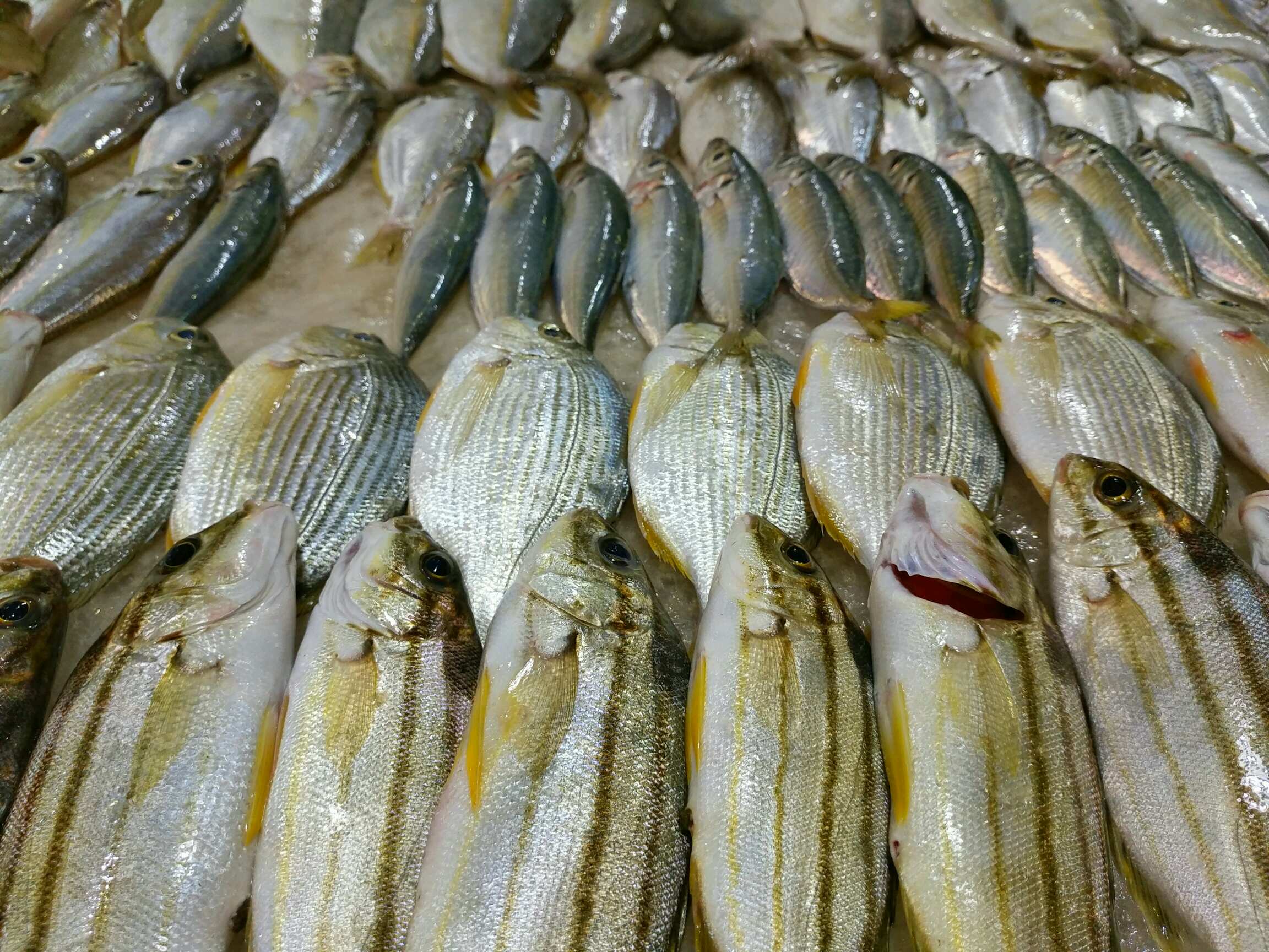 【摄影达人·x7plus】随拍冻鱼