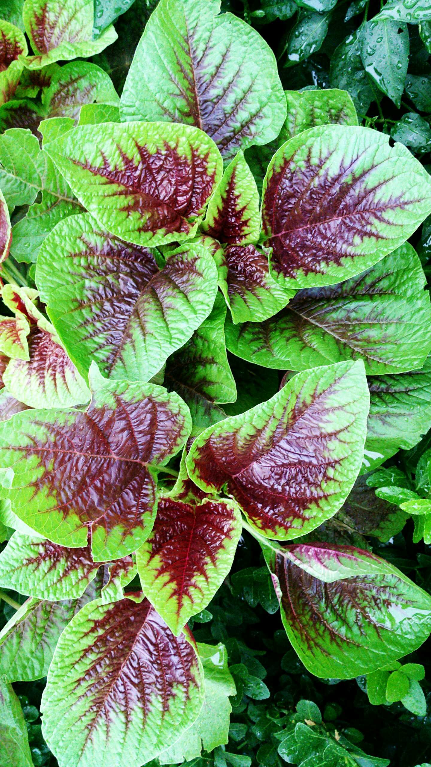 俺这里叫红魔菜.