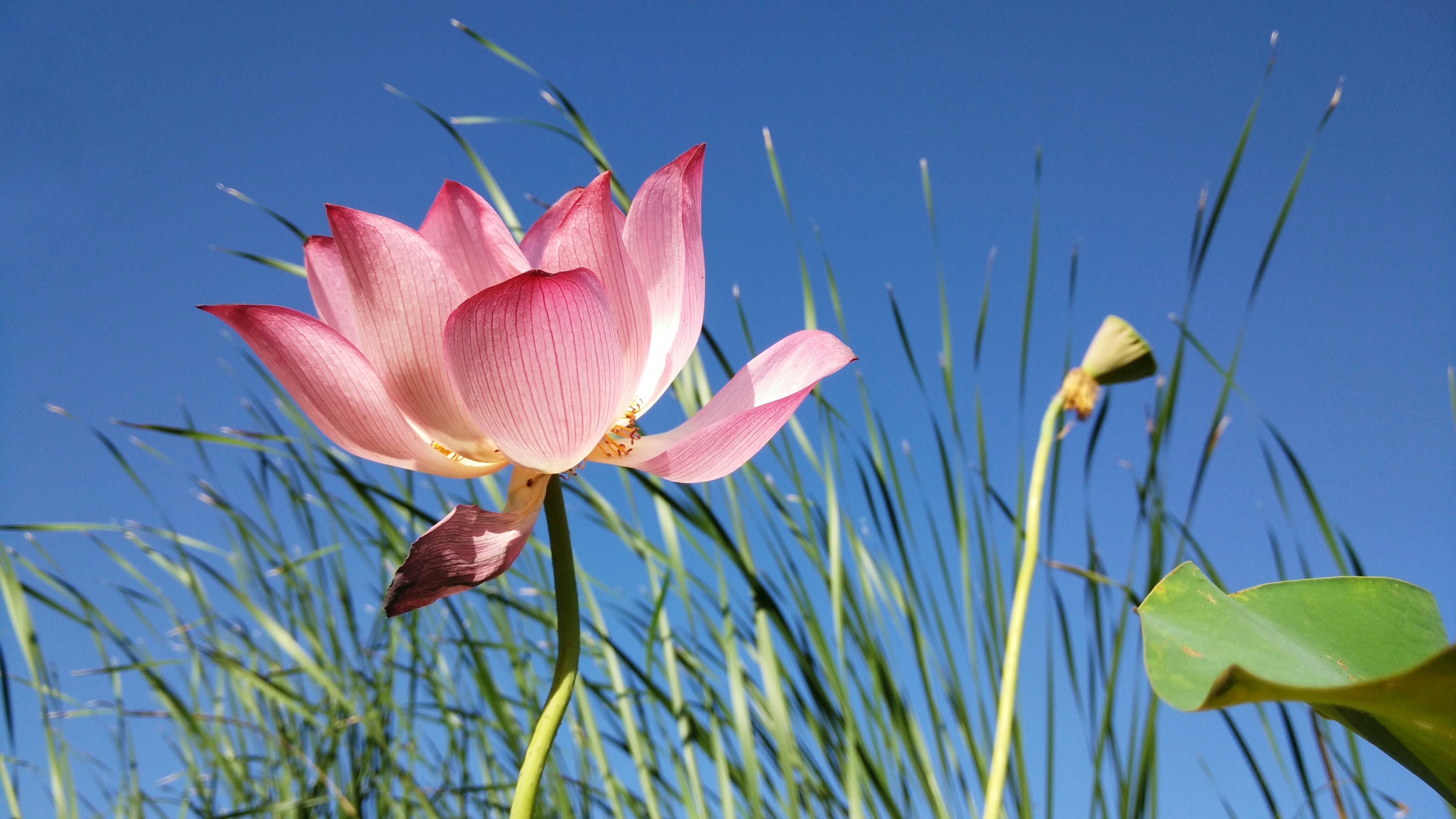 光影之下的荷花,分外妖娆   无需修饰就已经很美