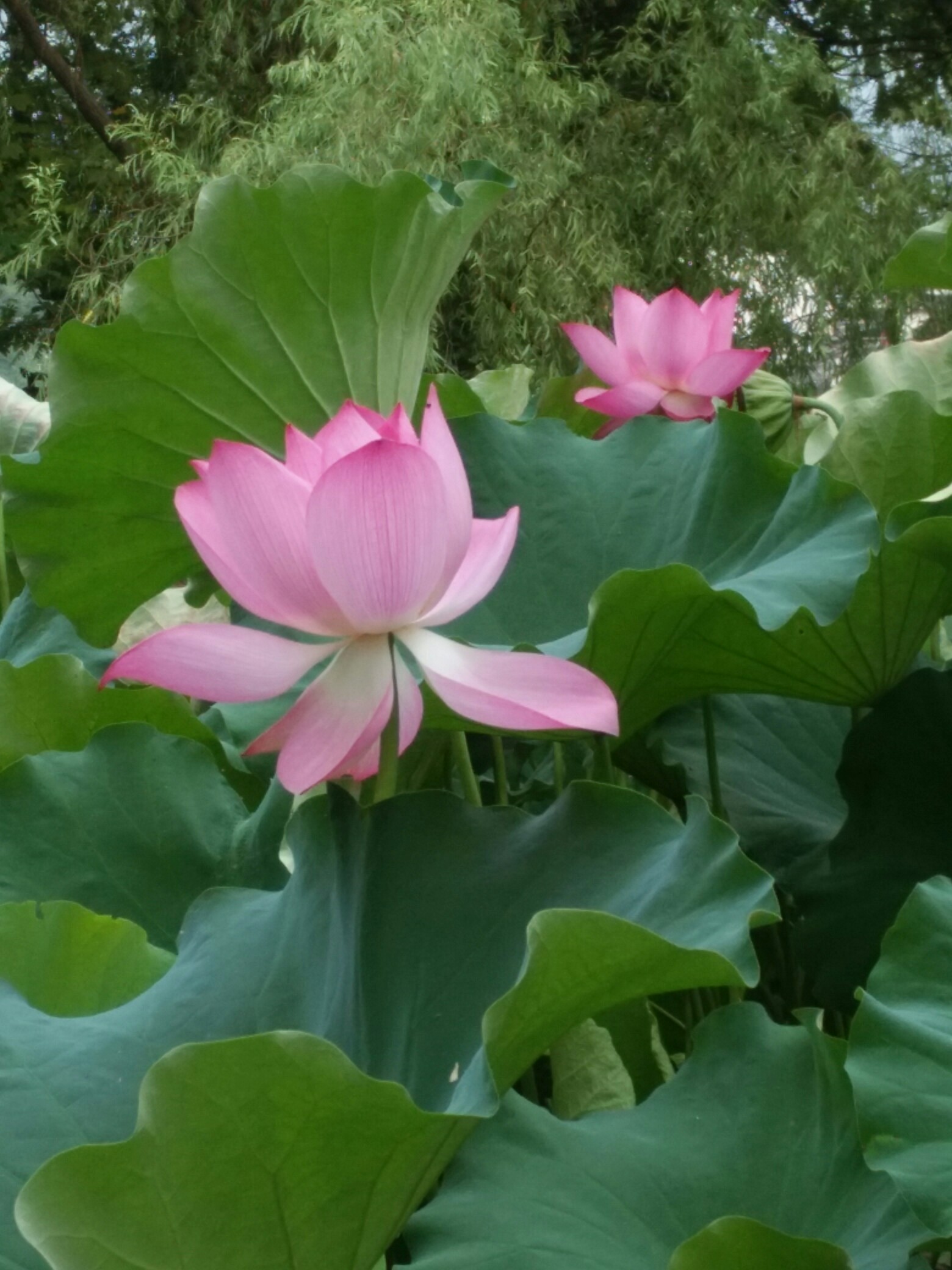 荷花(安徽宏村)