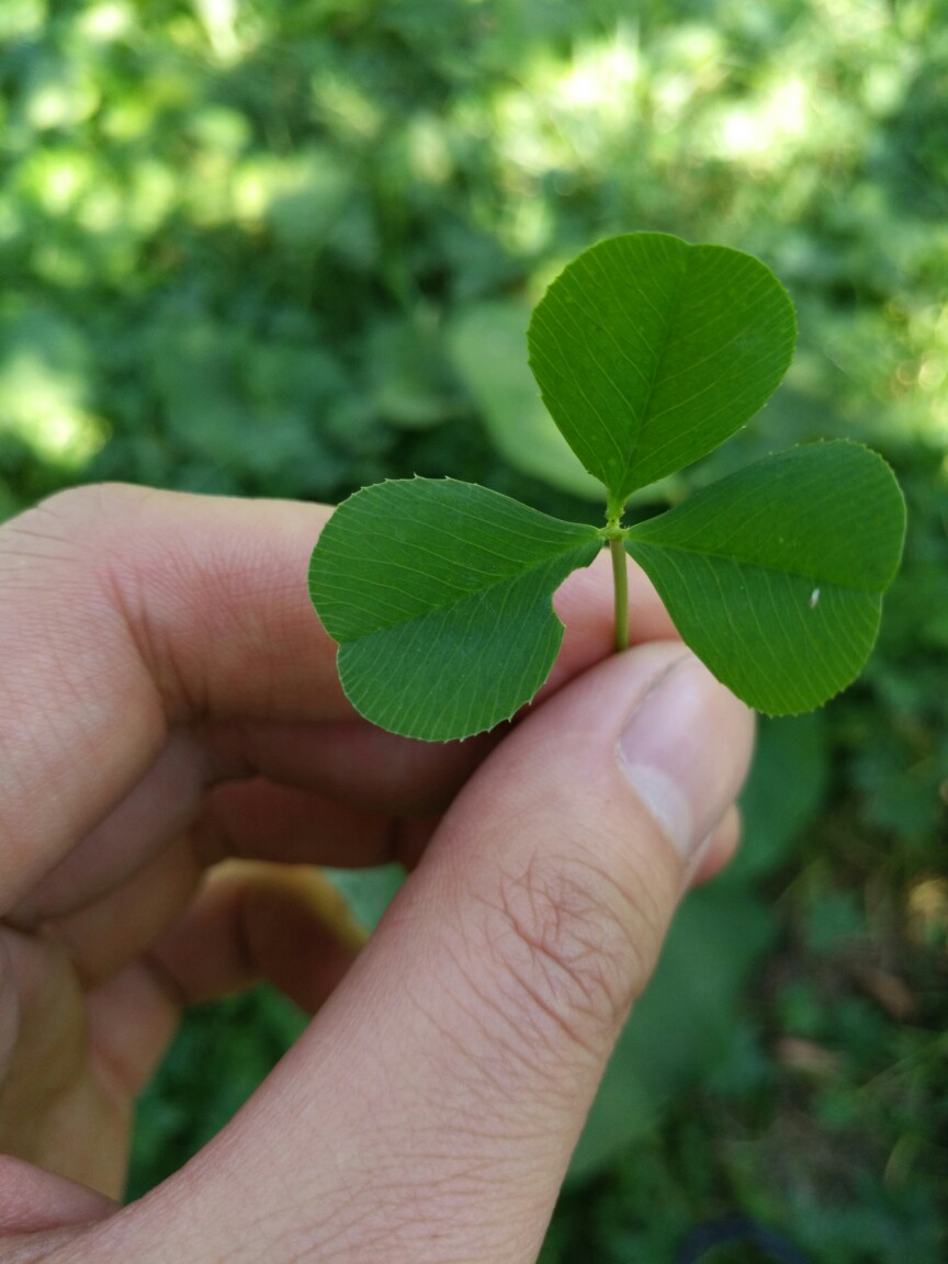 王子 four leaf clover 幸运草(有四瓣叶子的才叫幸运草)