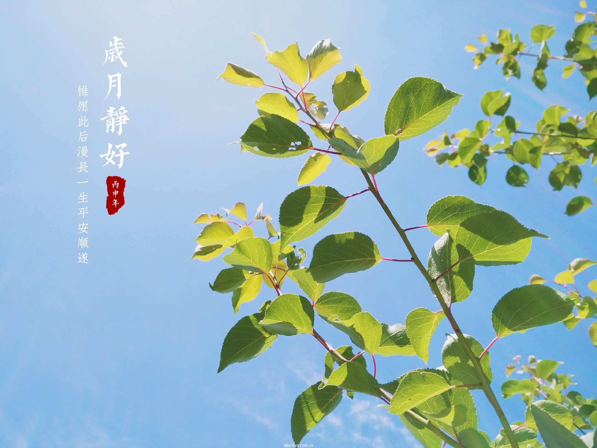 【夏日随手拍】时光清浅,岁月静好