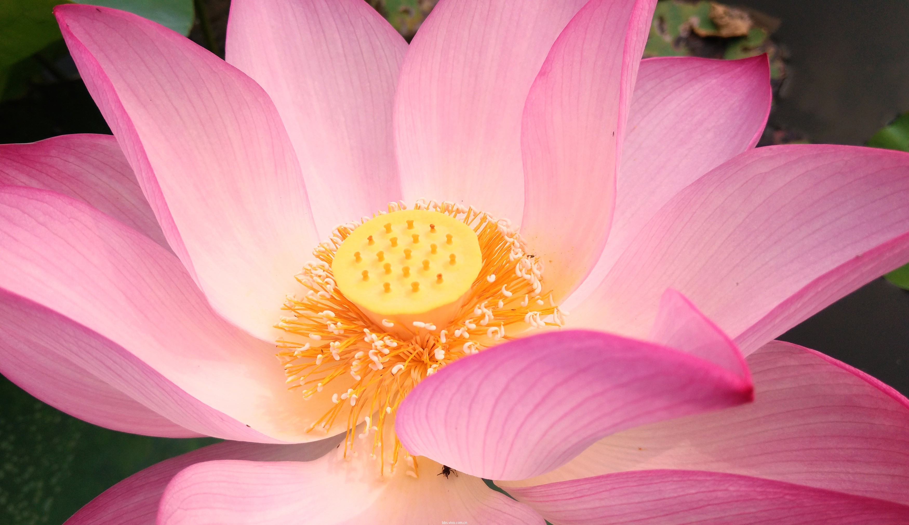 【夏日随手拍】心花怒放