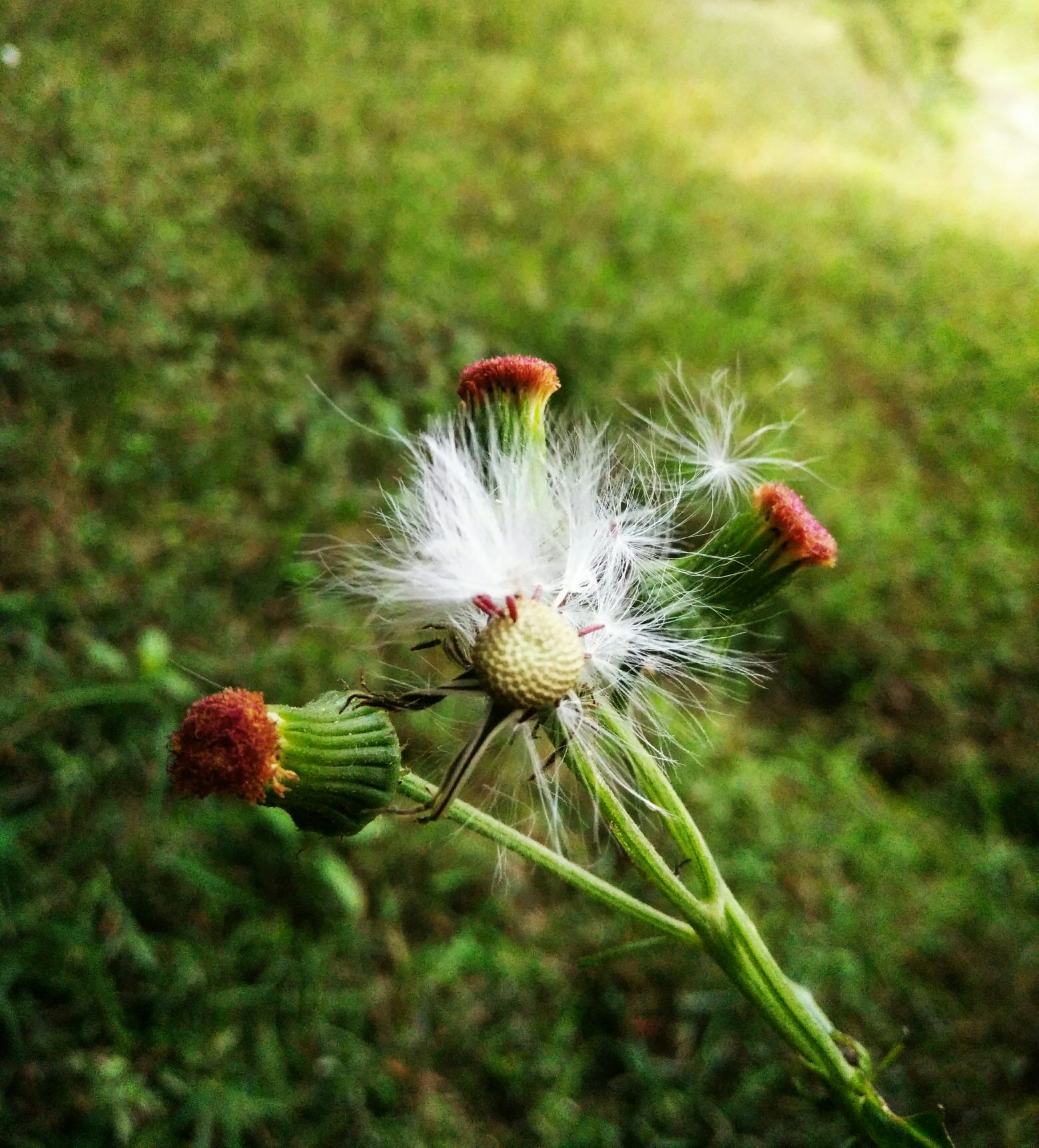 随风飘的蒲公英