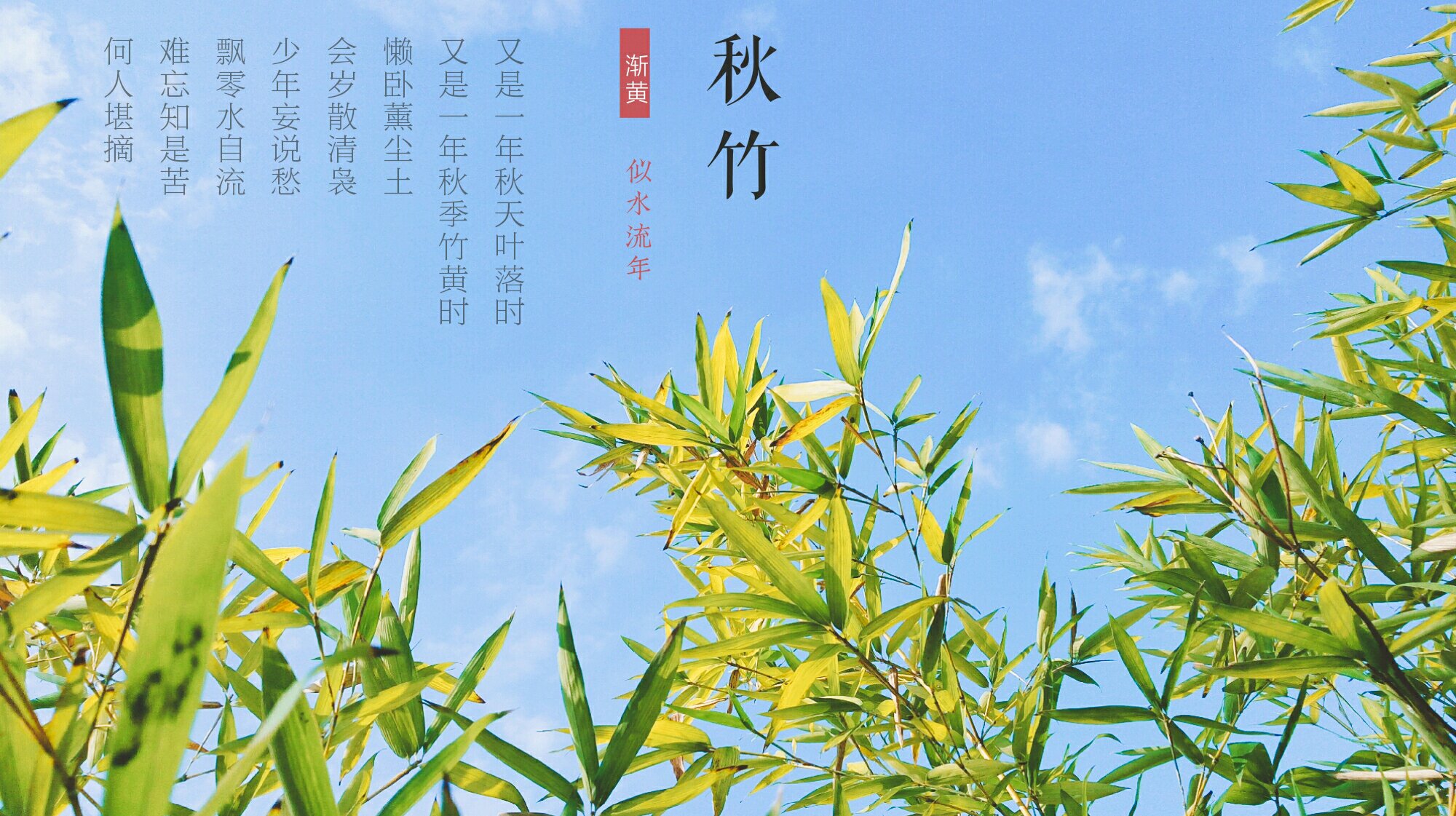 【秋之味】秋意浓,写秋竹