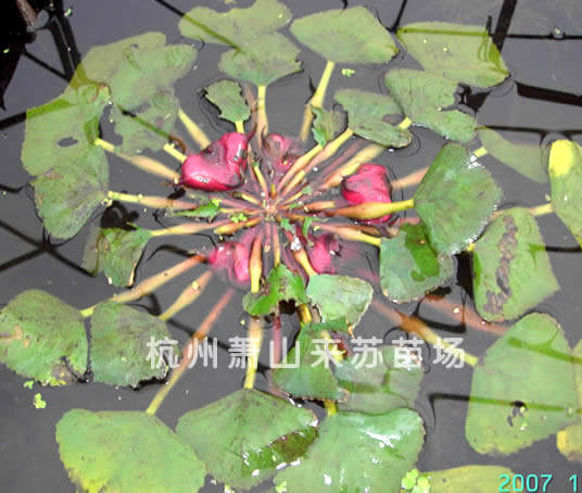 菱角   又称红菱