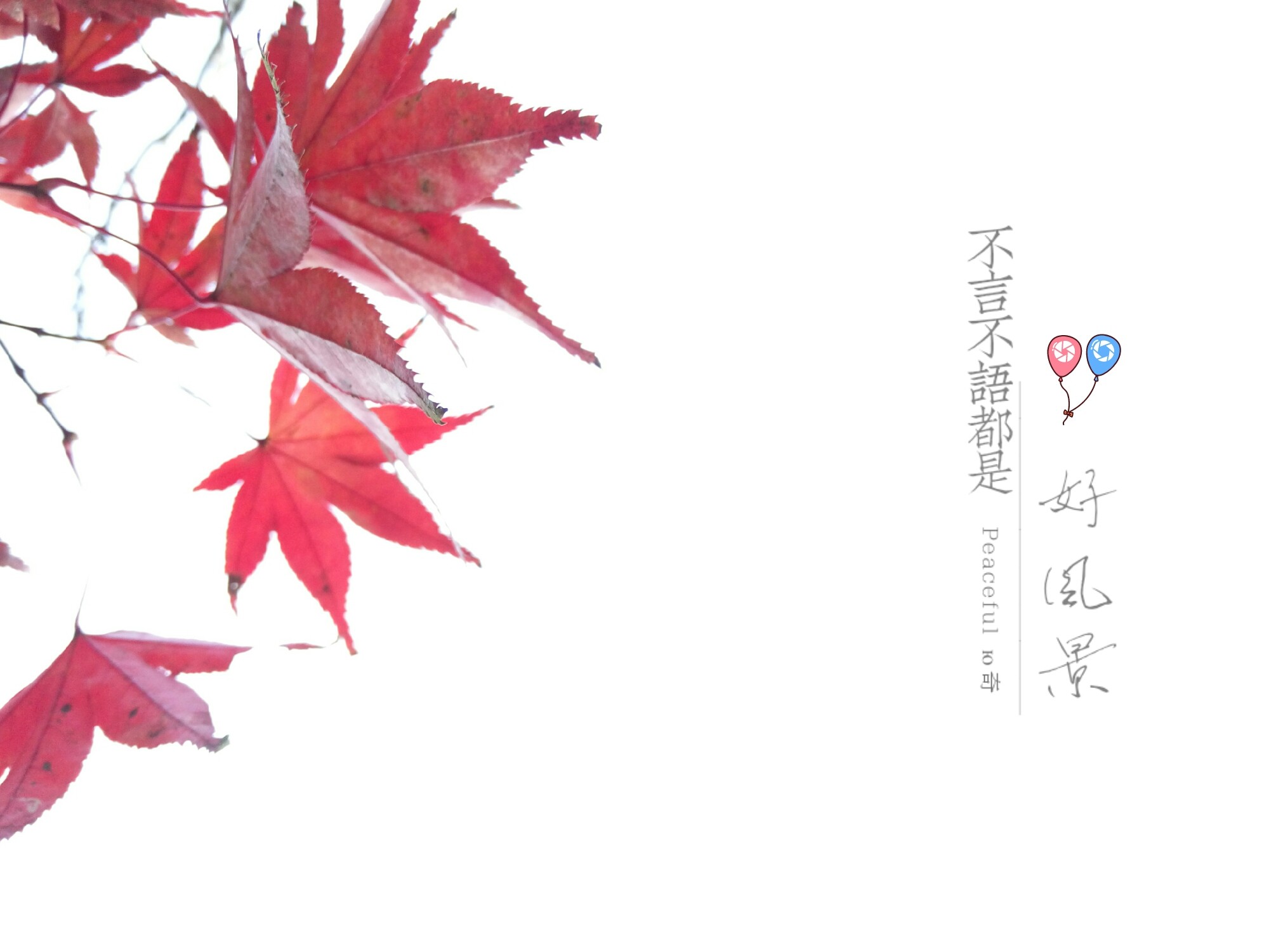 落叶随风将要去何方,只留给天空美丽一场.