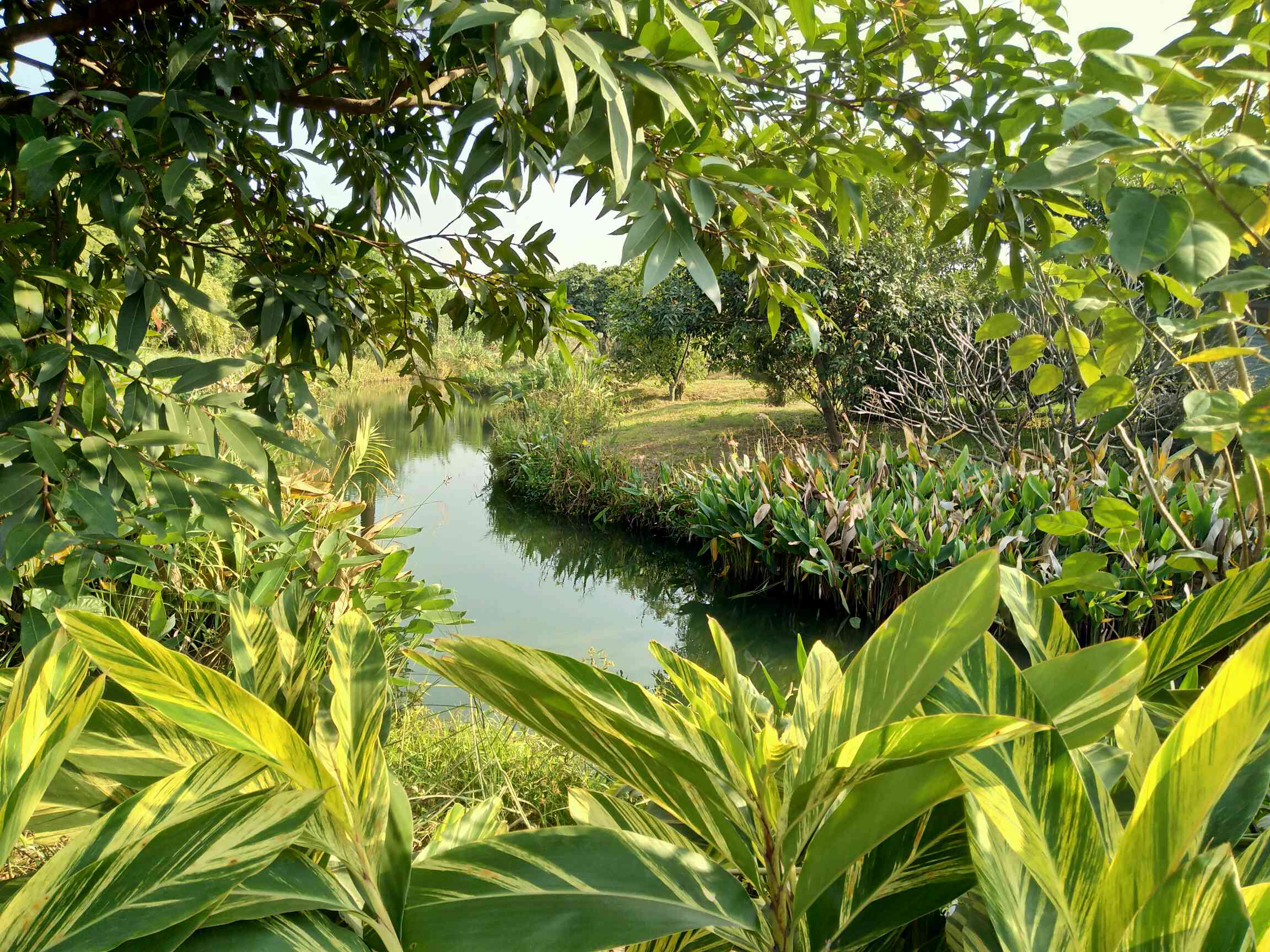 珠江三角洲植被图片