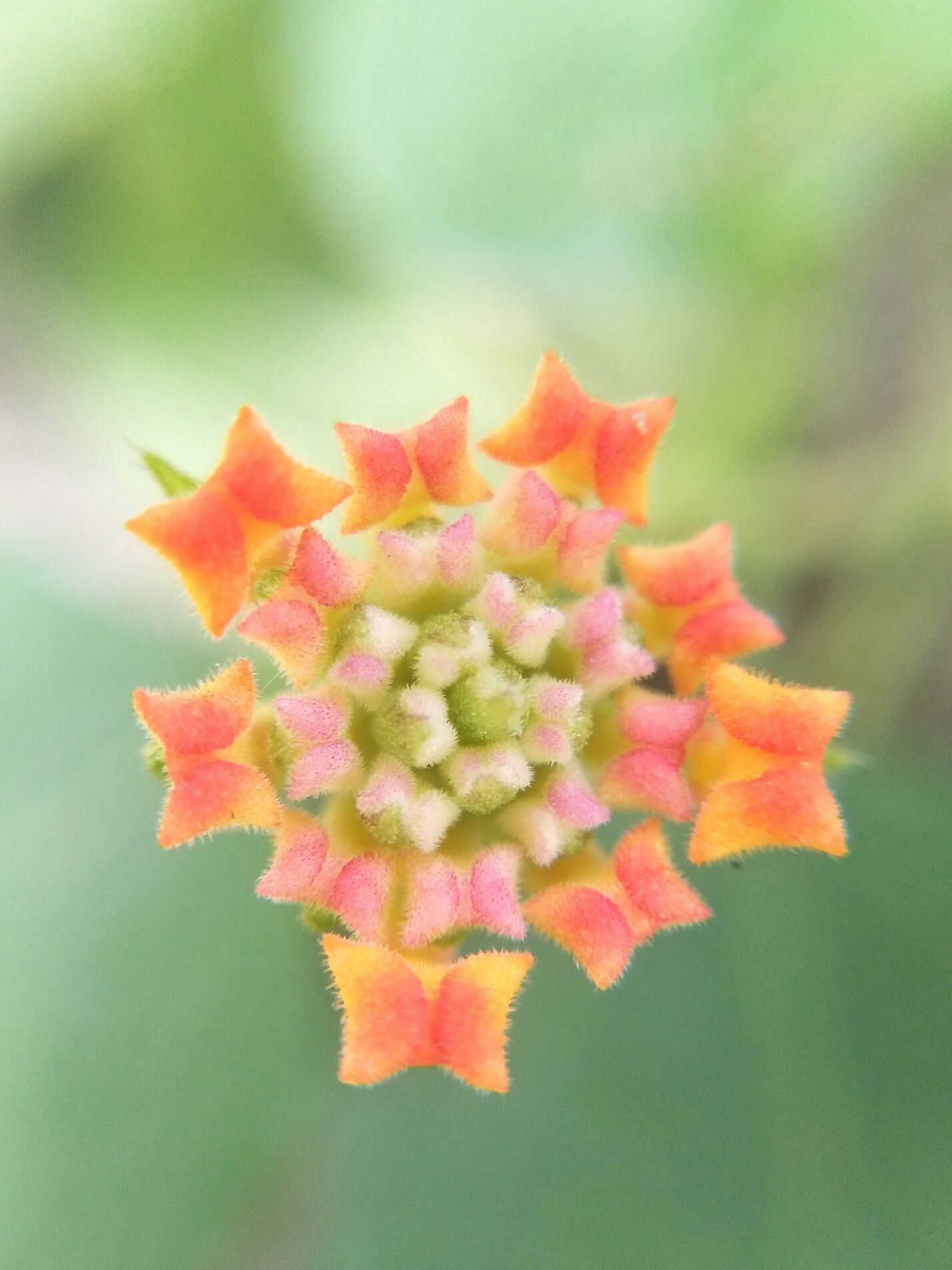 【摄影达人·x9】精彩微小世界