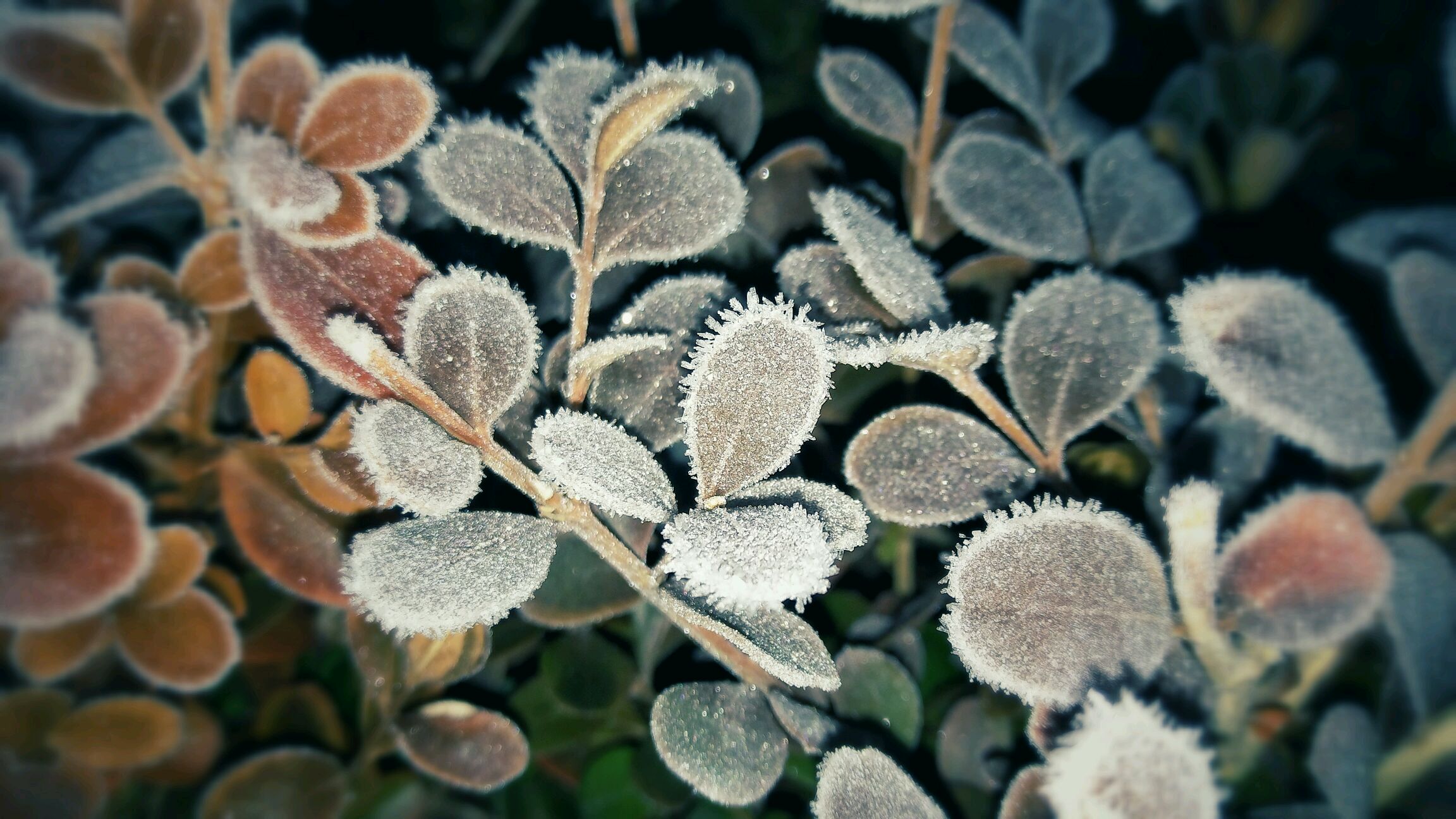 【摄影达人·x9】冰花