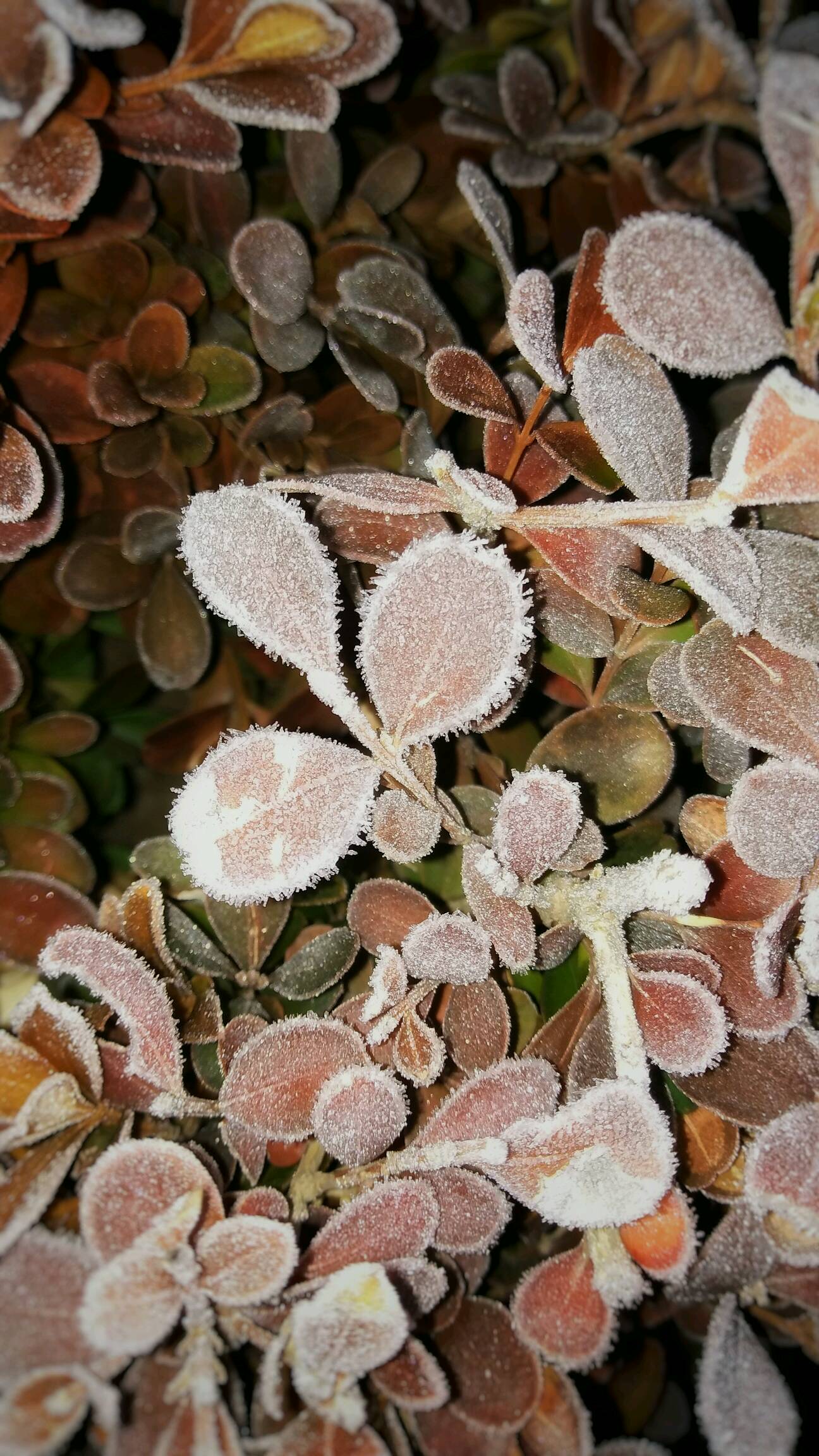 【摄影达人·x9】冰花