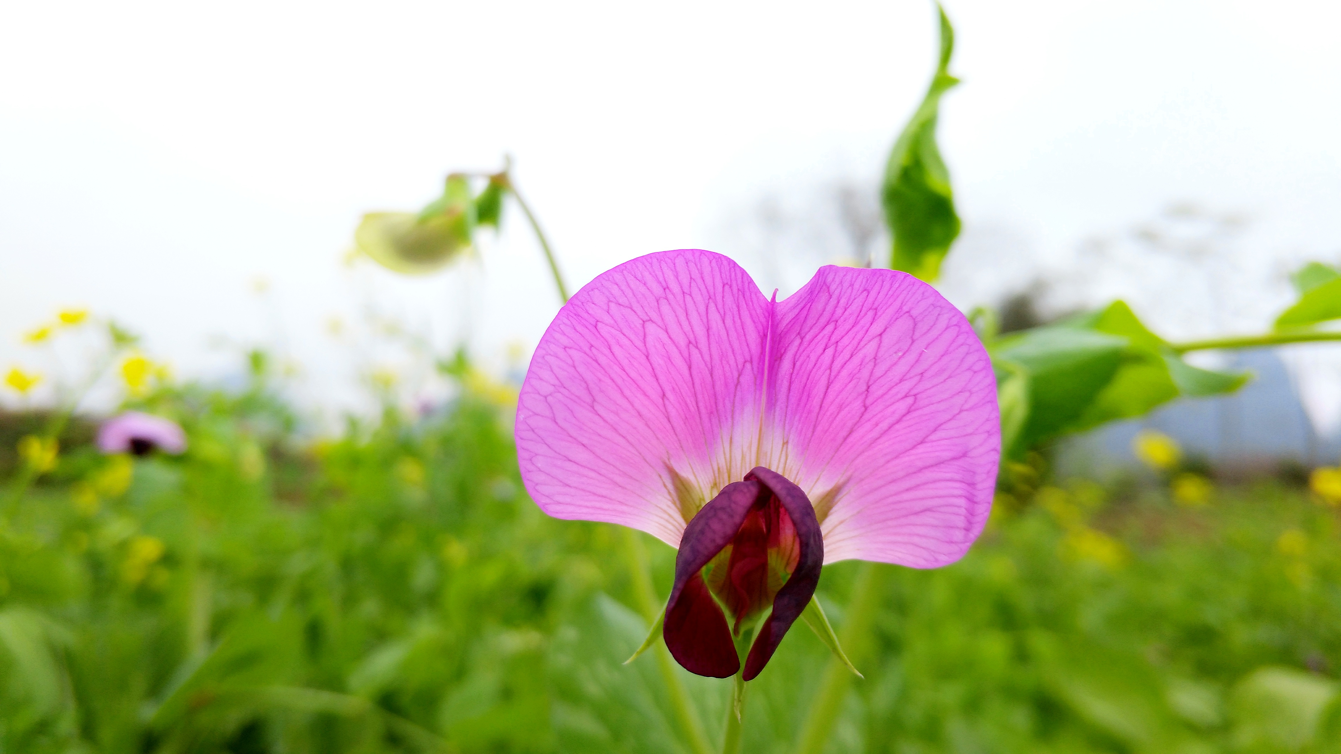 【摄影达人·x9plus】豌豆花