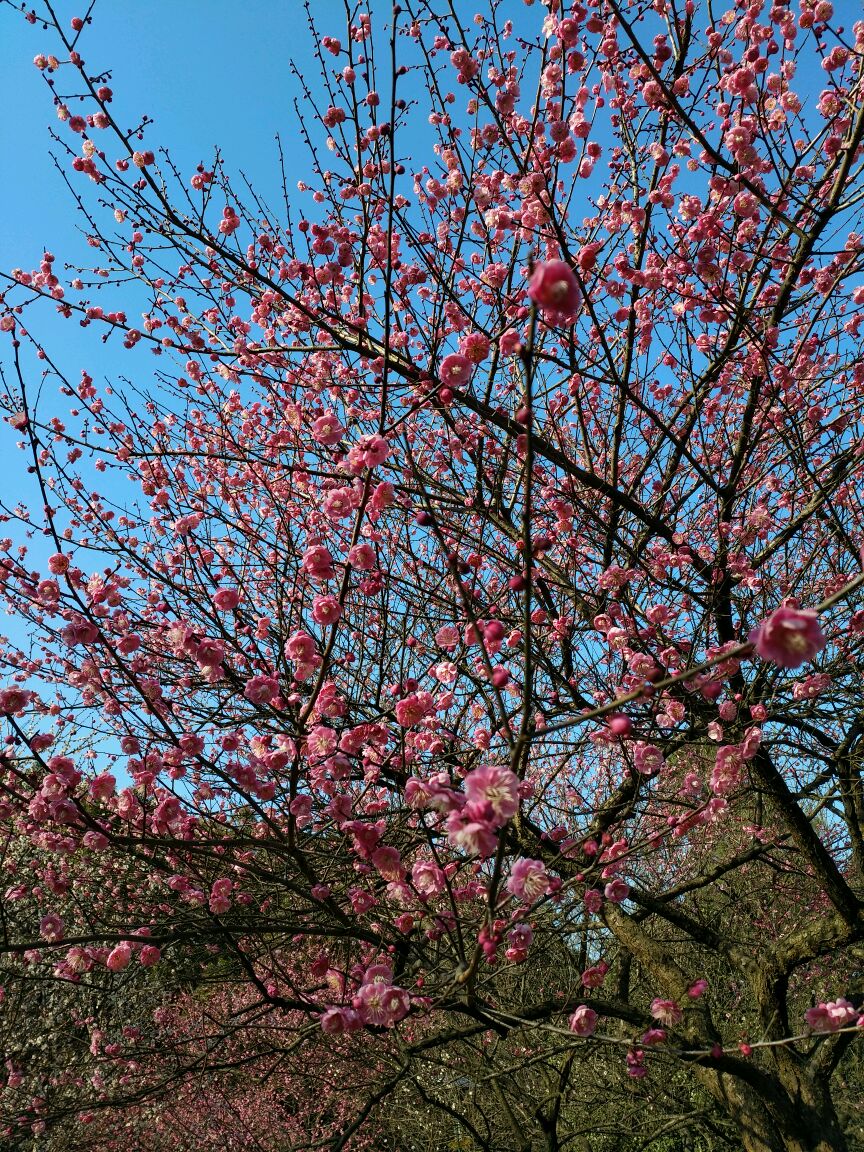 梅花真的很美,与大家分享!