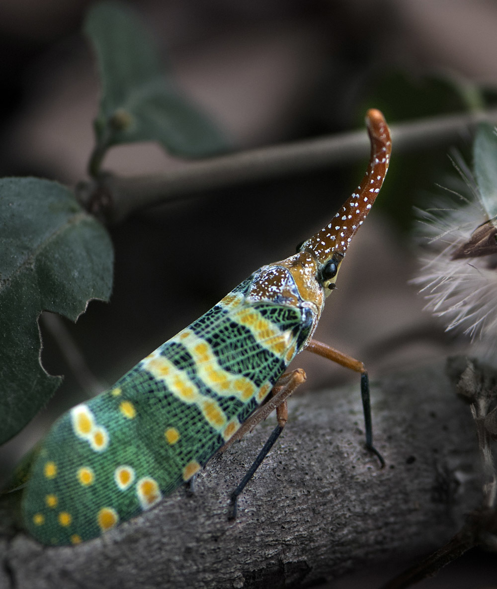 "昆虫摄影"―― 手机随手拍