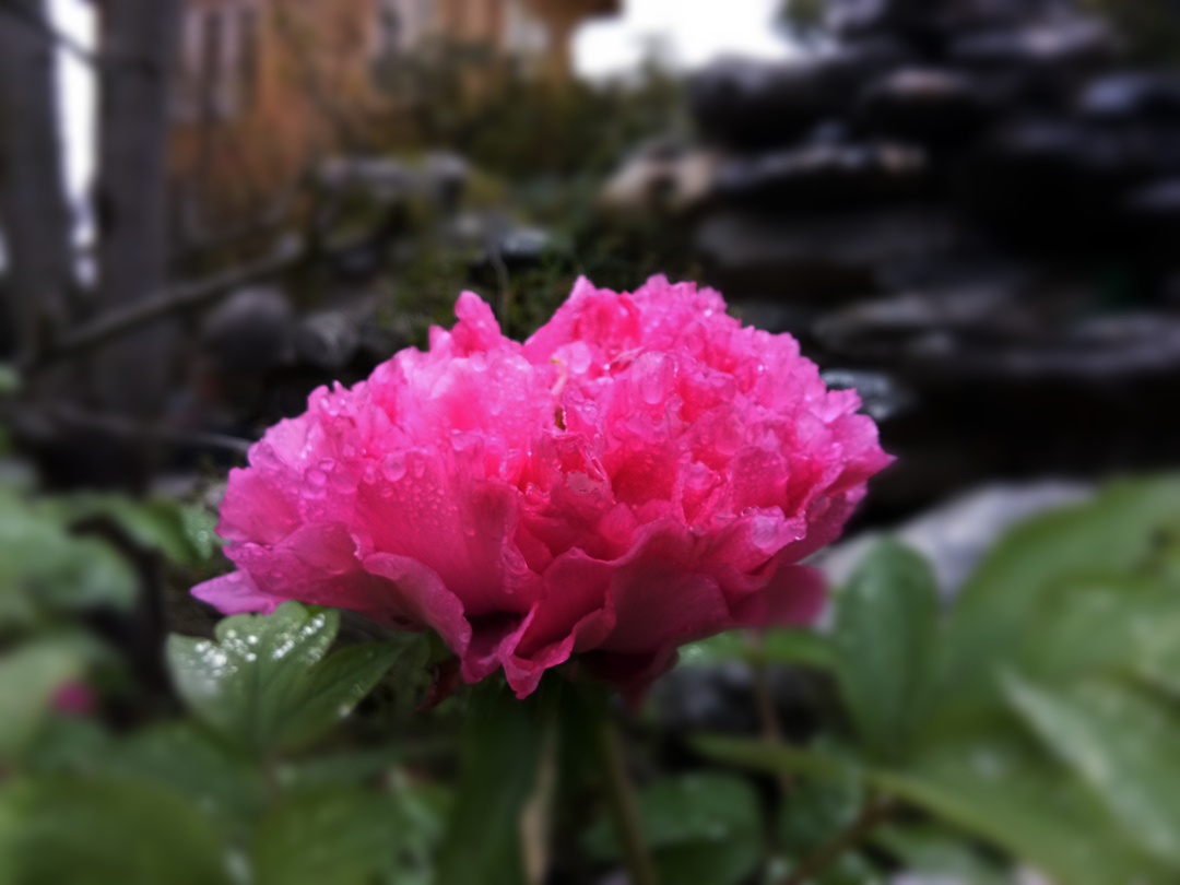 【vivo v3m a】母丹花