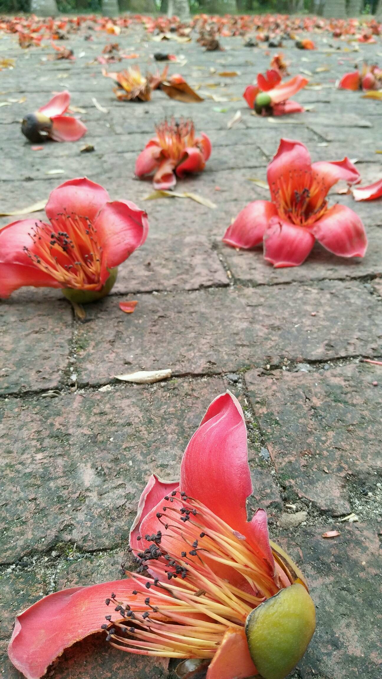 【摄影达人·x9】试看春残花渐落