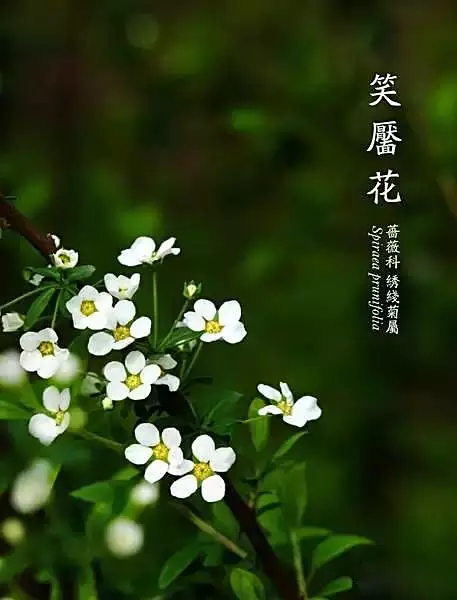 超漂亮的花草风景图片