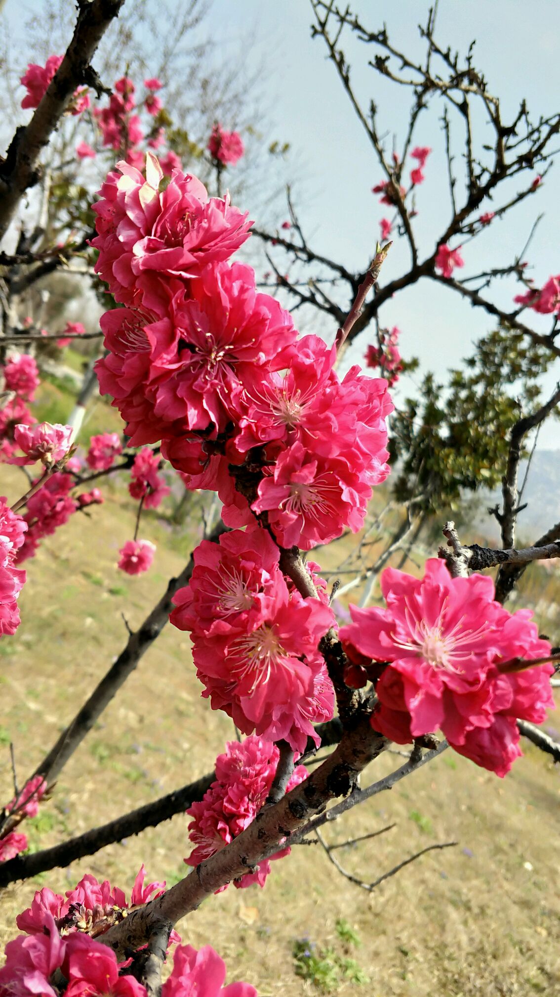 清明時節雨紛紛,桃花深處鬥芬芳!