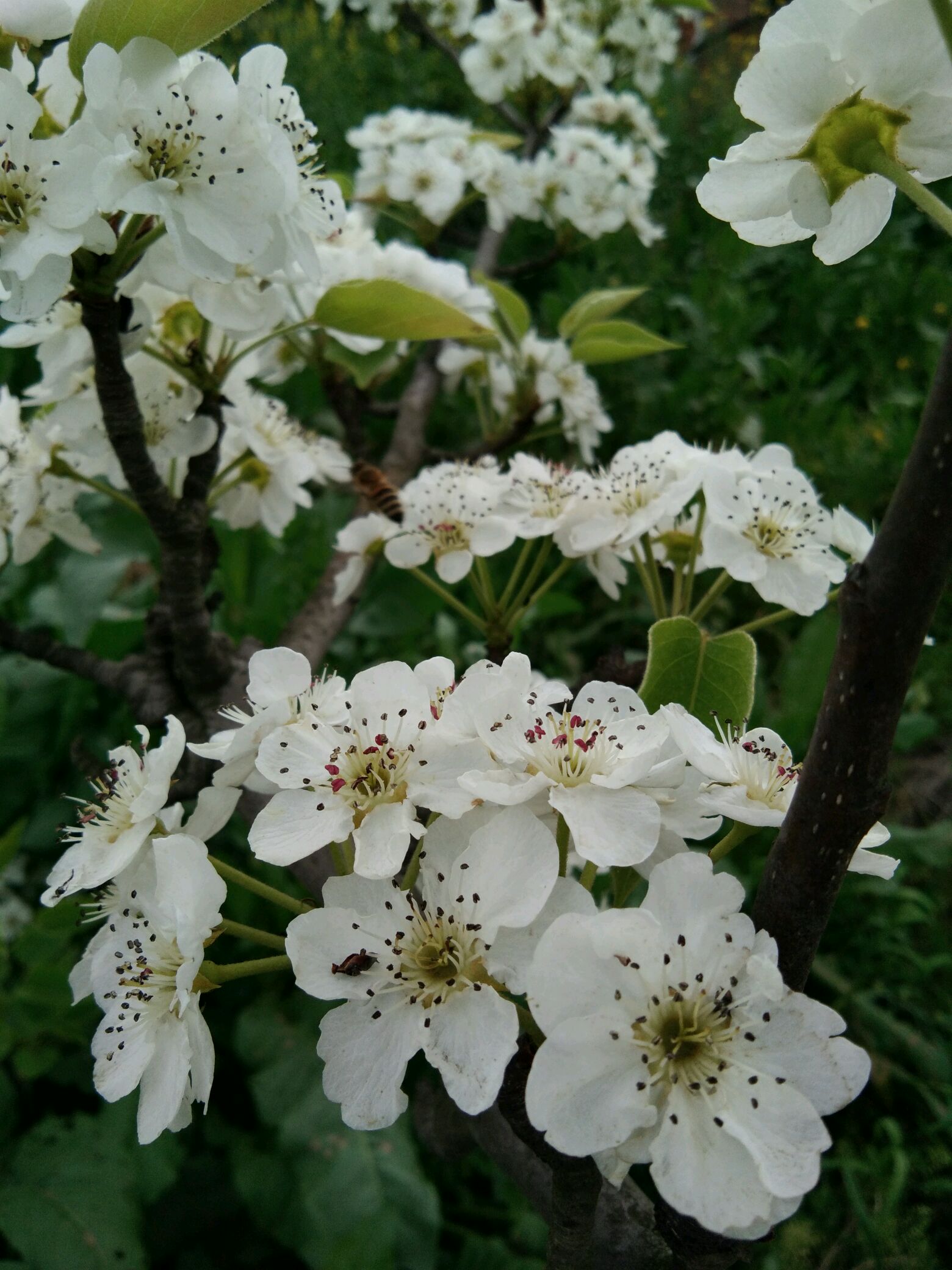 桃花 梨花