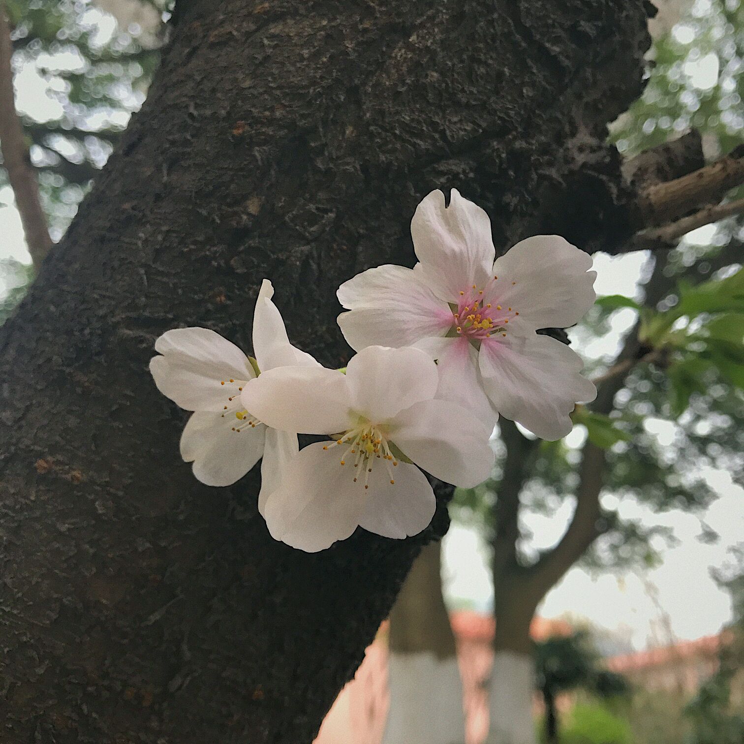 花謝花飛花滿天