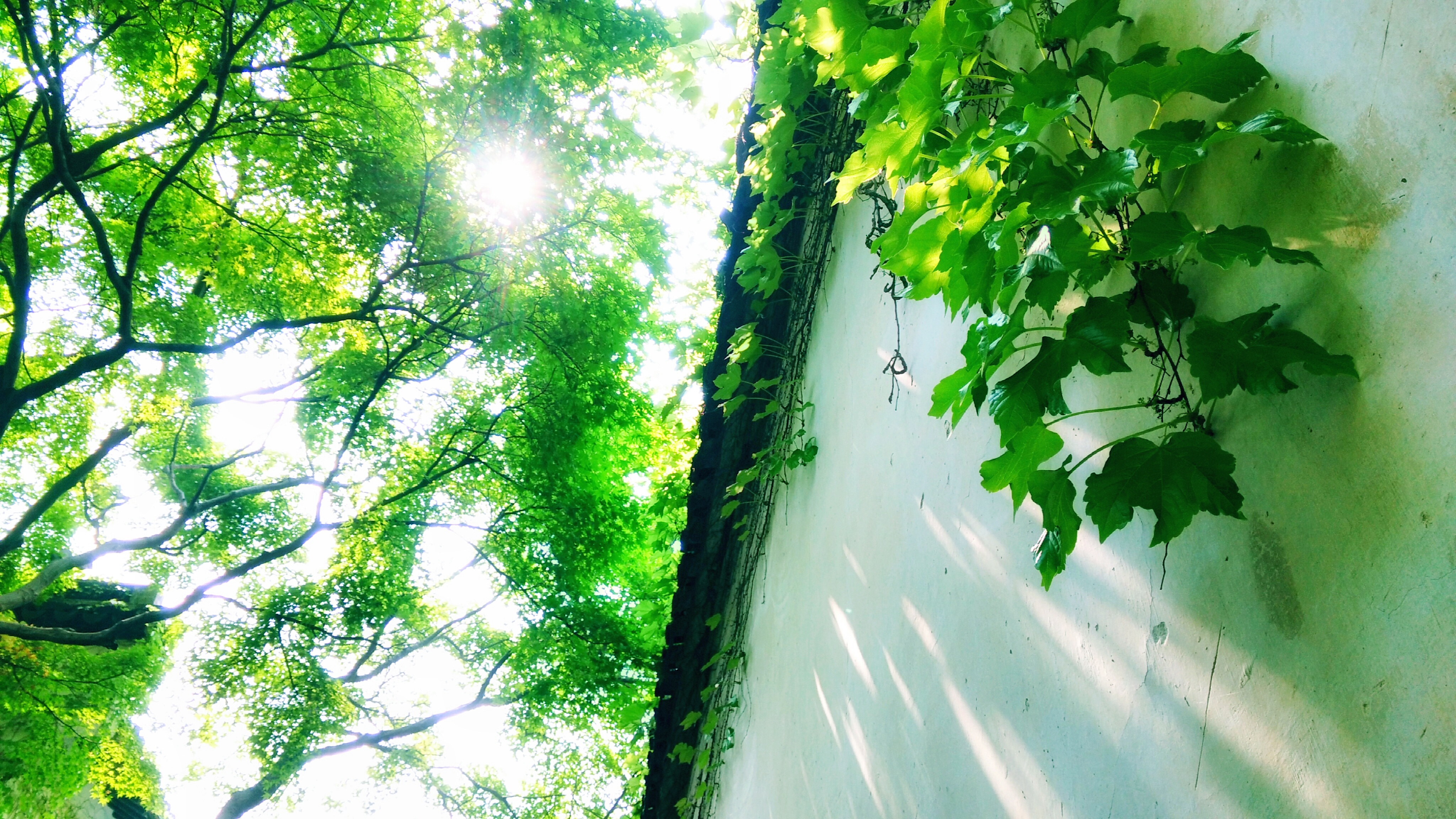 【摄影达人·xshot】绿树浓荫夏日长