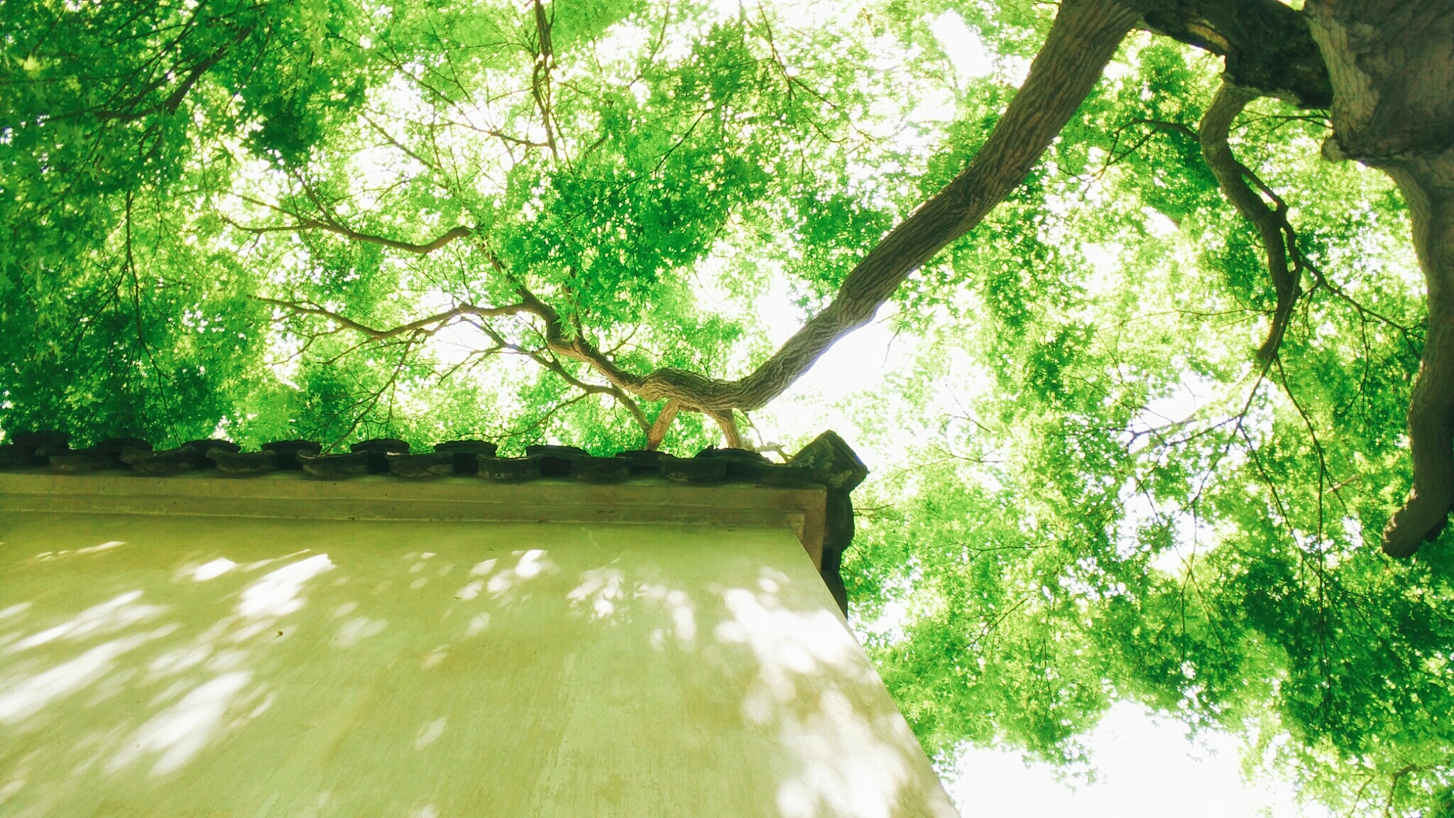 【摄影达人·xshot】绿树浓荫夏日长