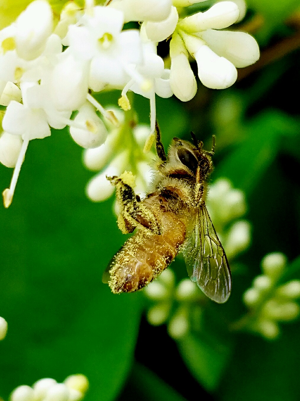 蜜蜂采花图片大全图片