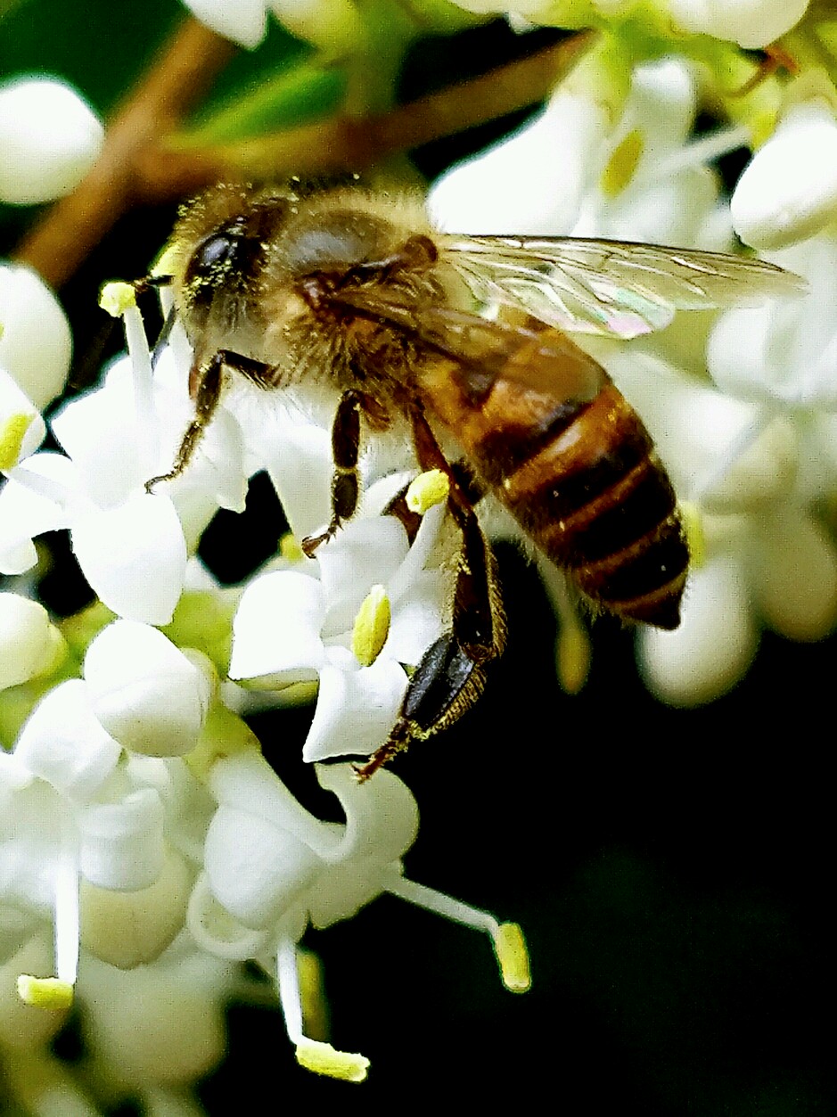 一组采花蜜蜂