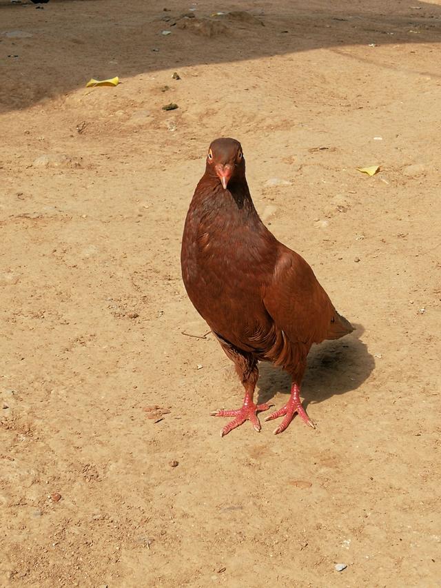 大家见过褐色鸽子吗!