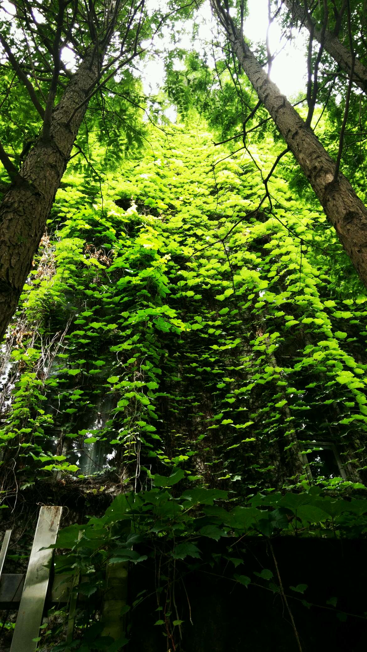 青藤香植物图片图片