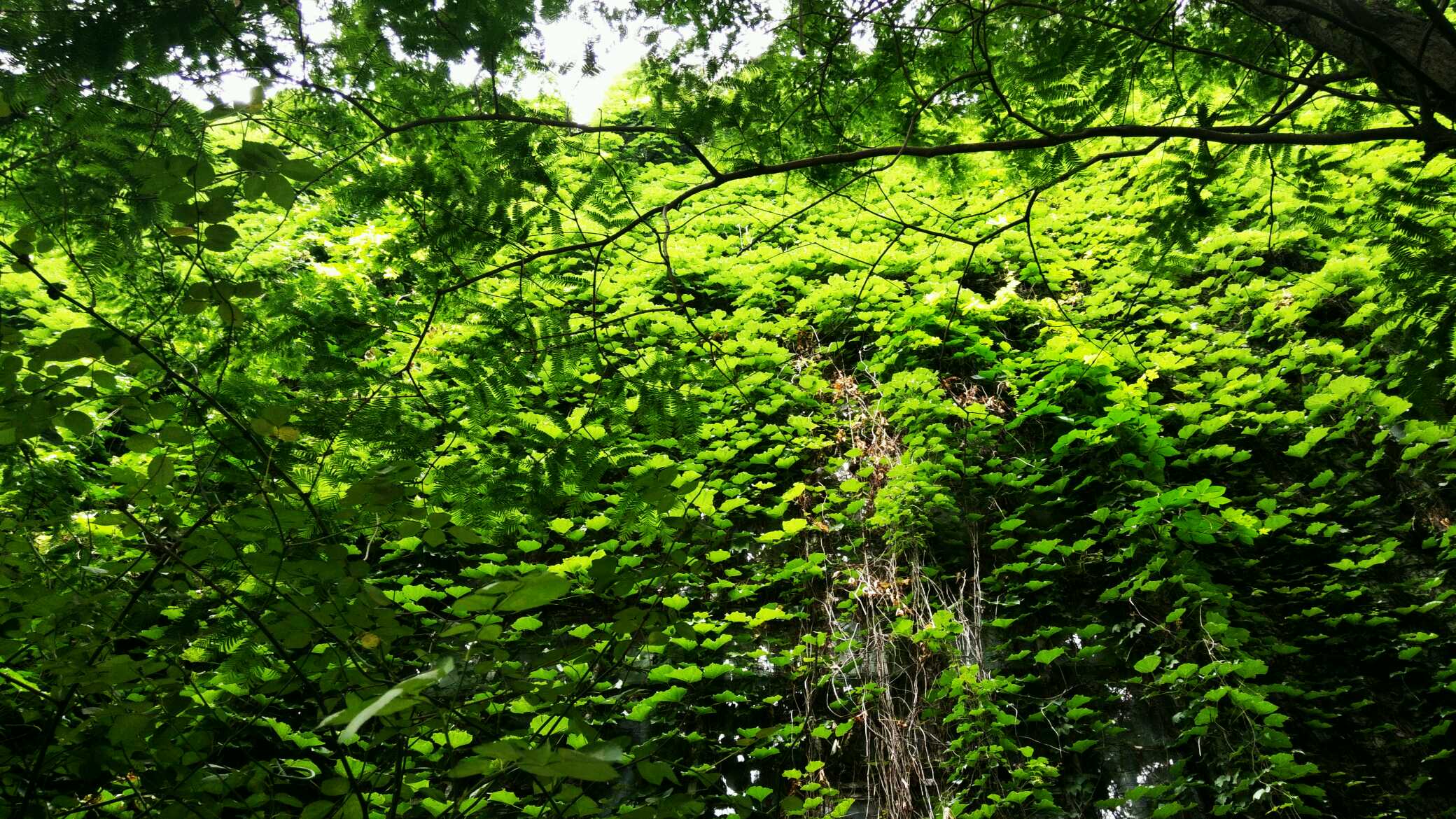 青藤香植物图片图片