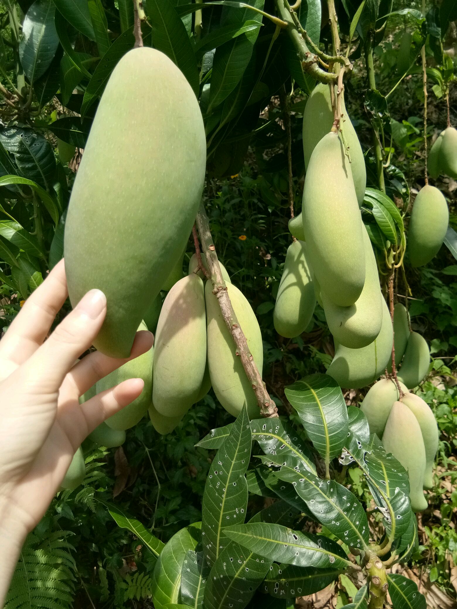 看,满山遍野的芒果,百色的芒果是出了名的多及味道美