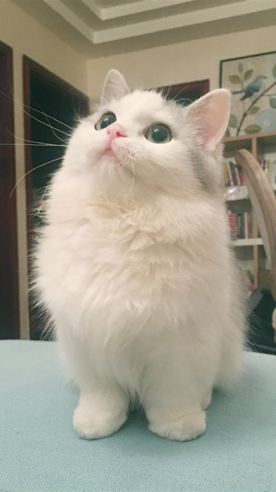 v粉壁纸可爱小猫咪超萌手机壁纸