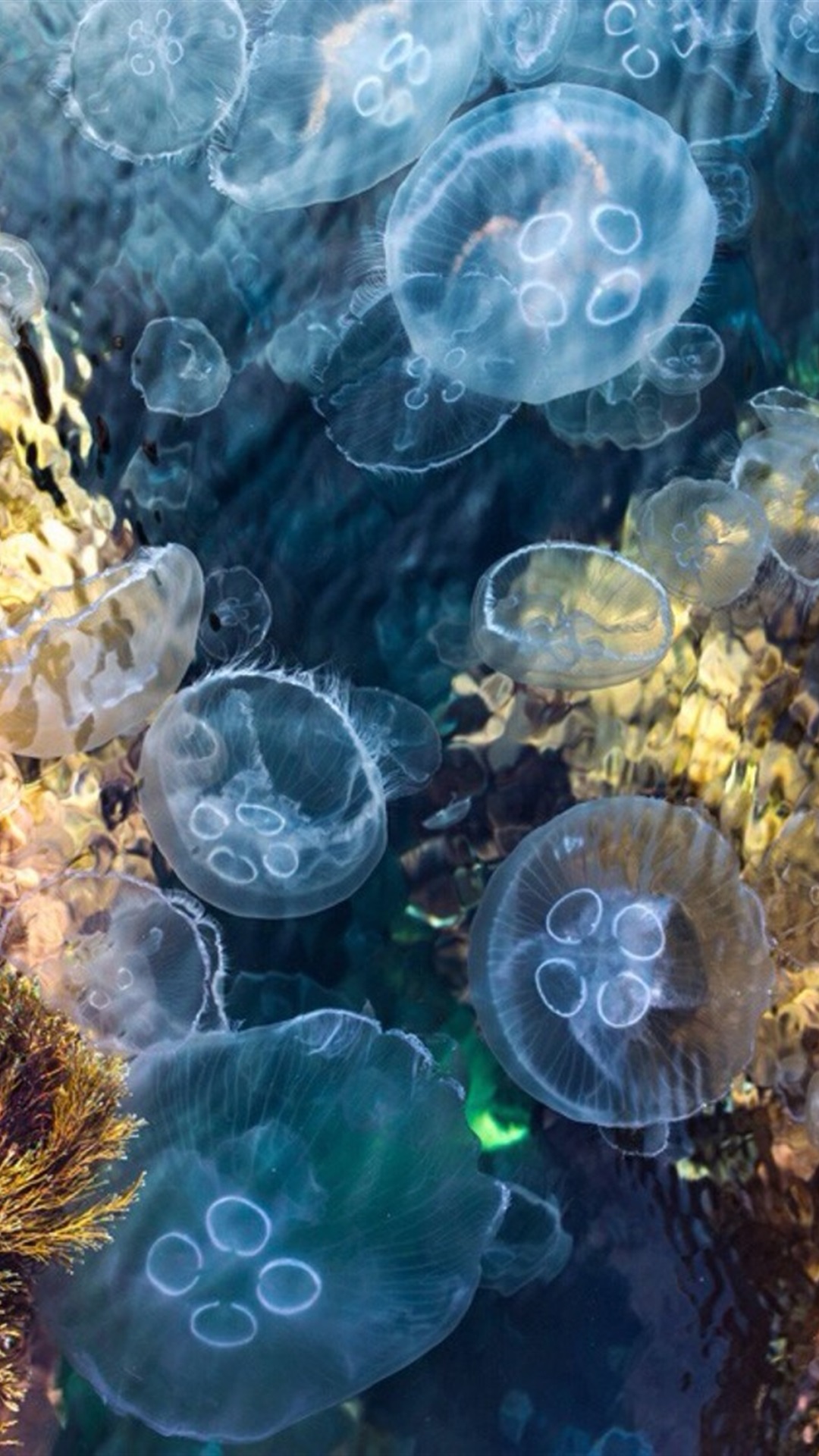 v粉壁纸唯美海底水母高清壁纸