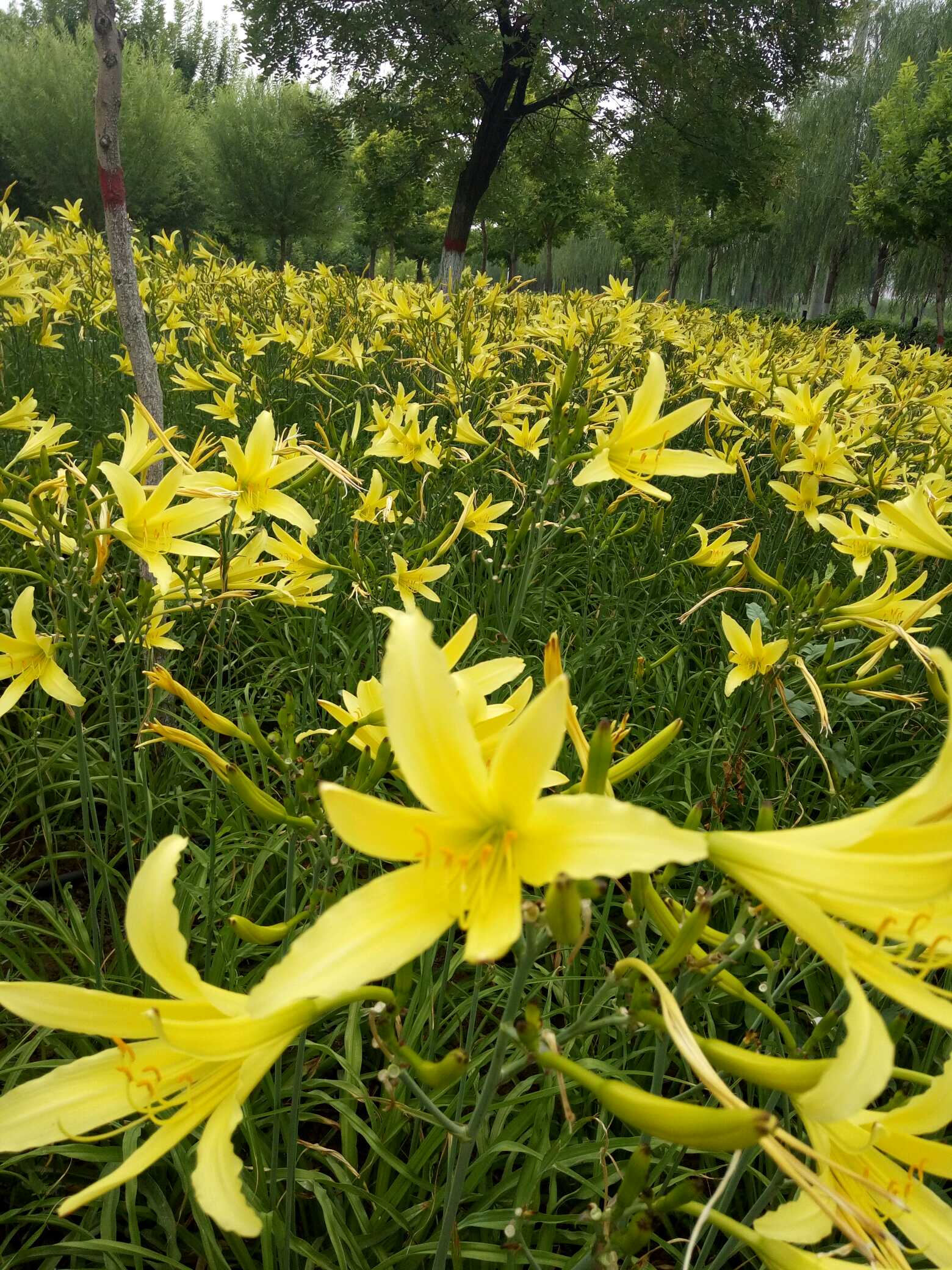 黄花菜